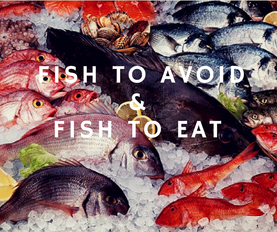 Fish For Dogs Which To Avoid And Which To Feed Canine Muscleworks