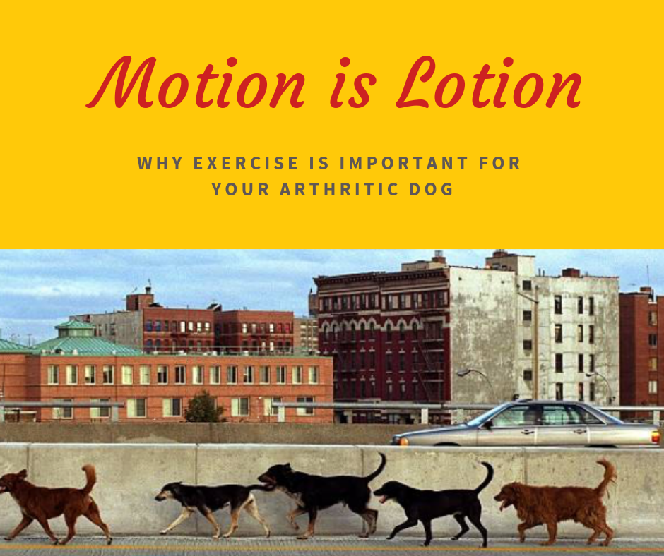 motion is lotion.png