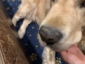 Old dog's nose is dry and crusty outlet