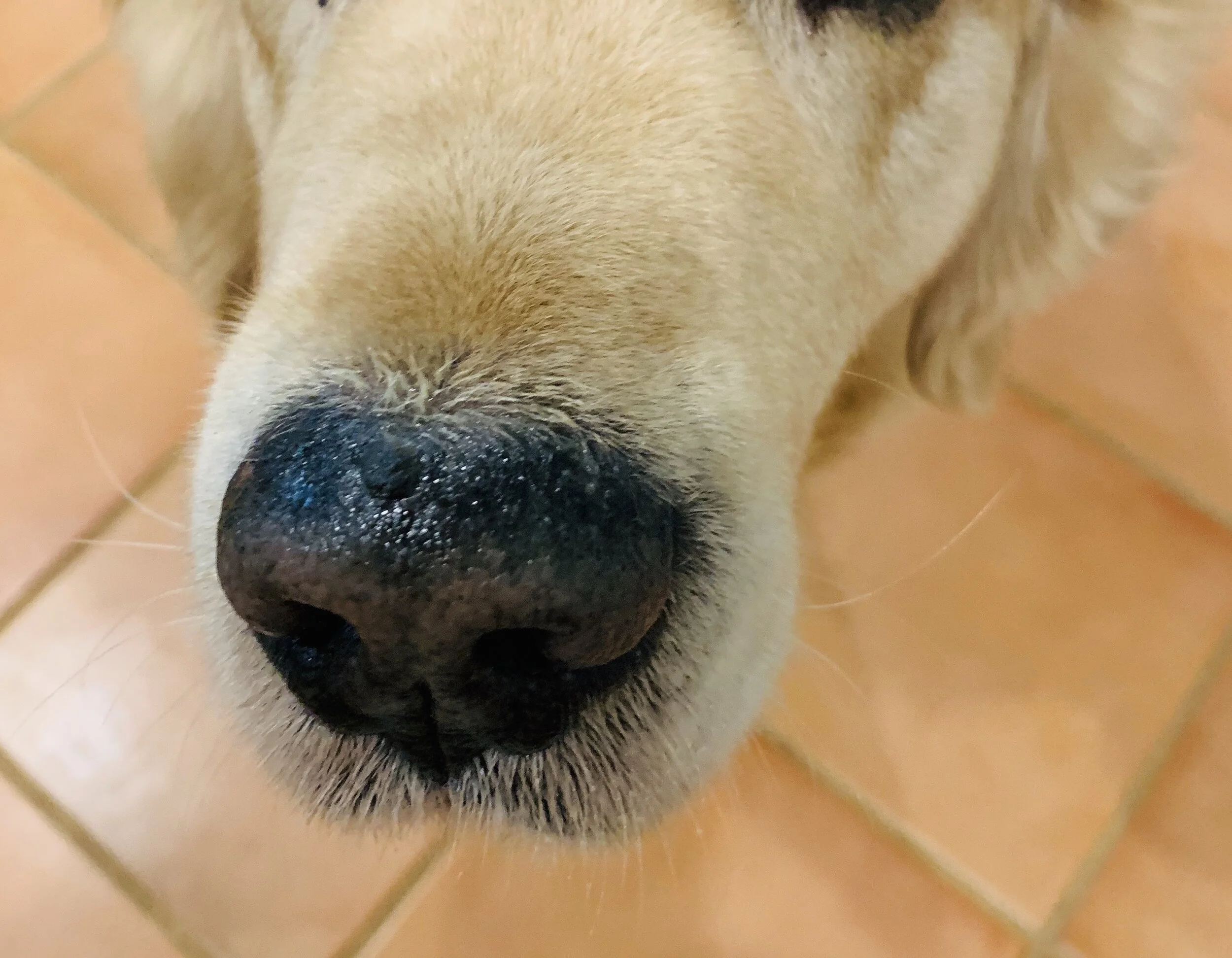 Old dog's nose is dry and crusty store