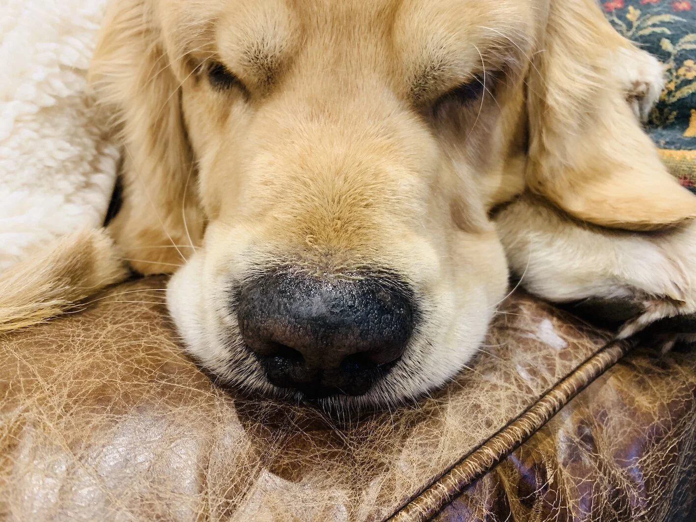 Does your dog have a dry, crusty nose? — CANINE MUSCLEWORKS