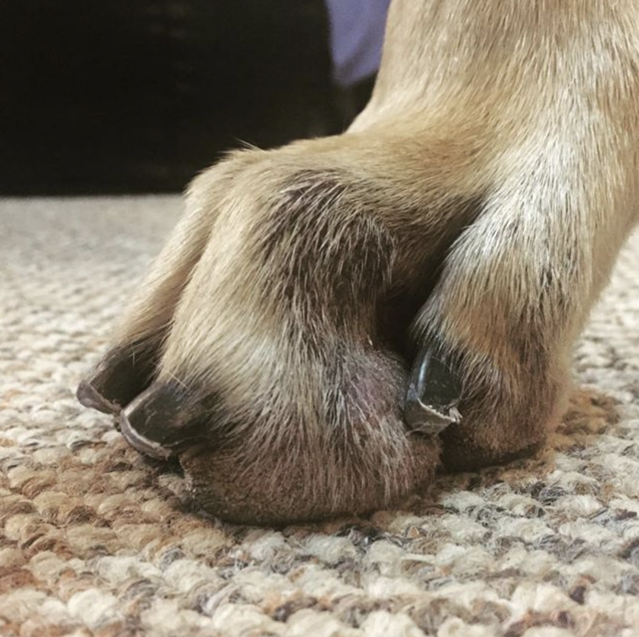 Top 15 Tips for a Great Pawdicure: How to cut your dog's ...