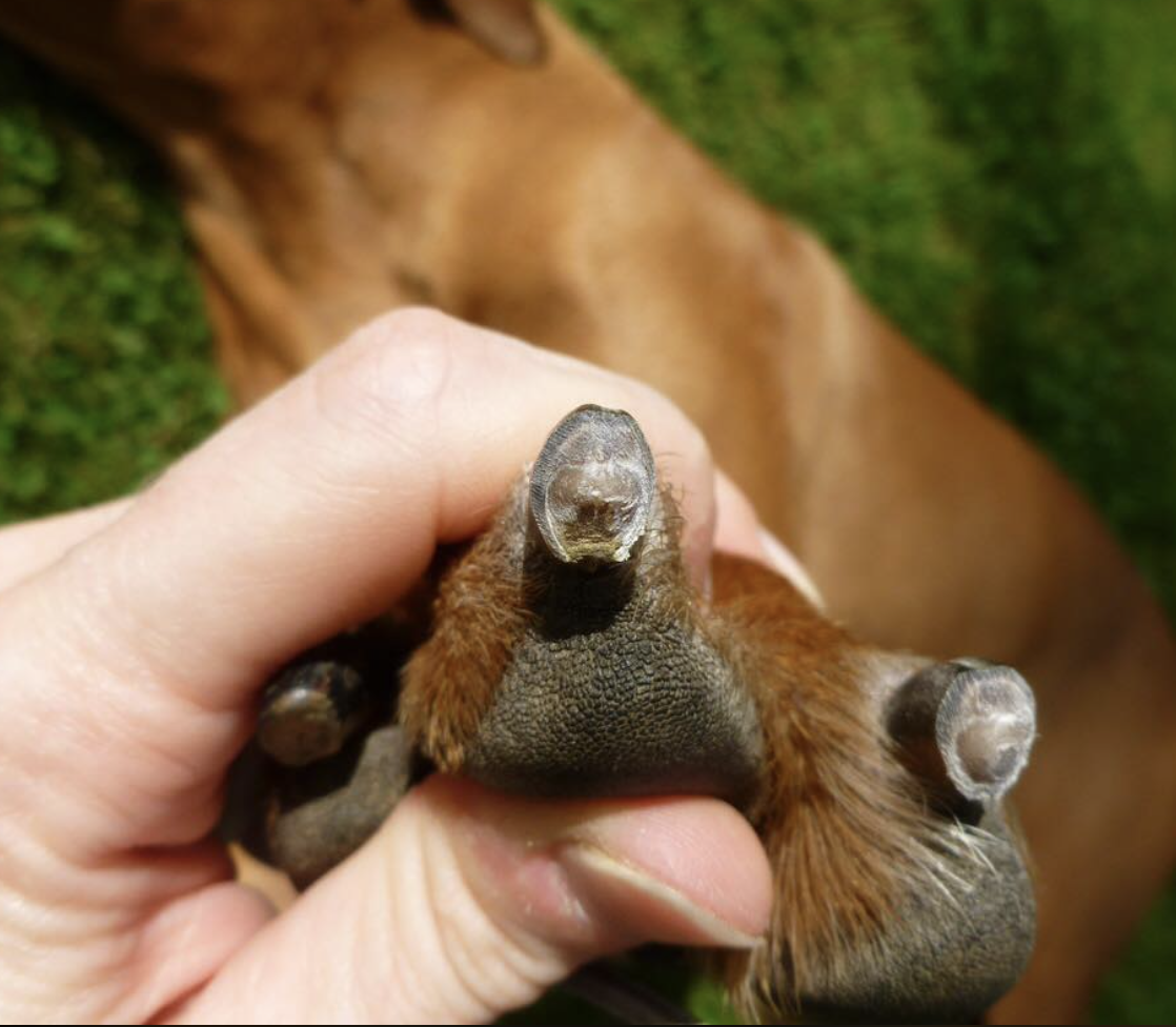 Top 15 Tips for a Great Pawdicure: How to cut your dog's nails — CANINE  WORKS