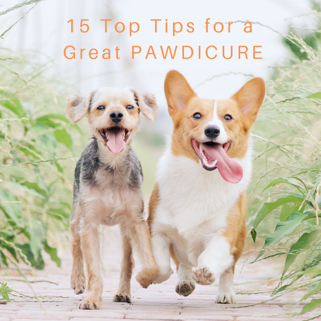 15 top tips for a great pawdicure