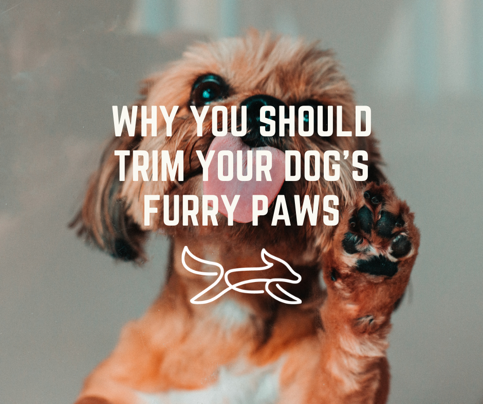 Why you should trim your dog's furry paws