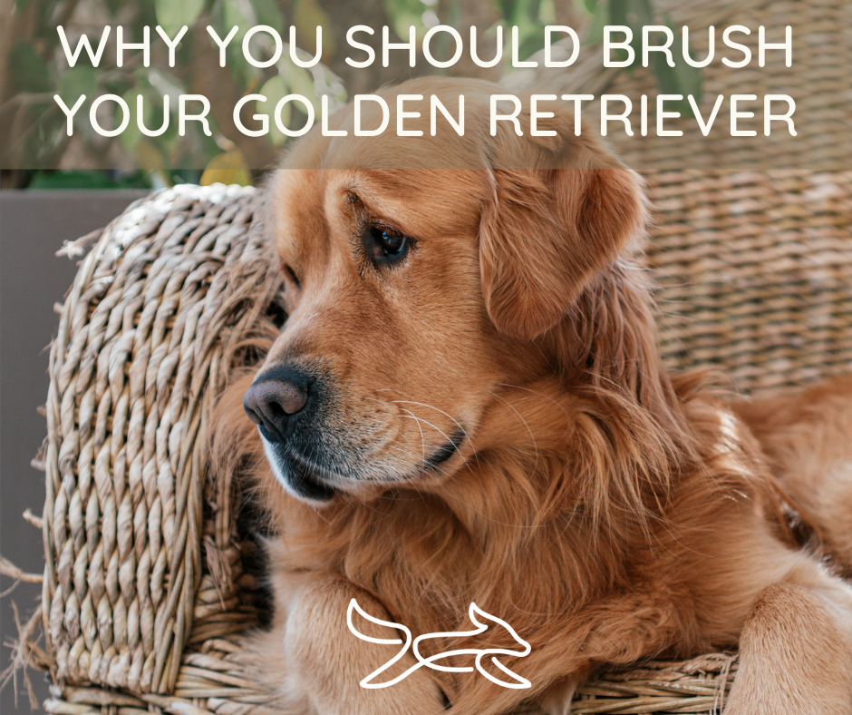 Why you should brush your Golden Retriever 
