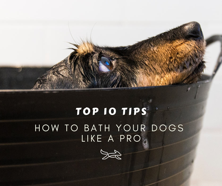 Top 10 tips on how to bath your dog like a pro