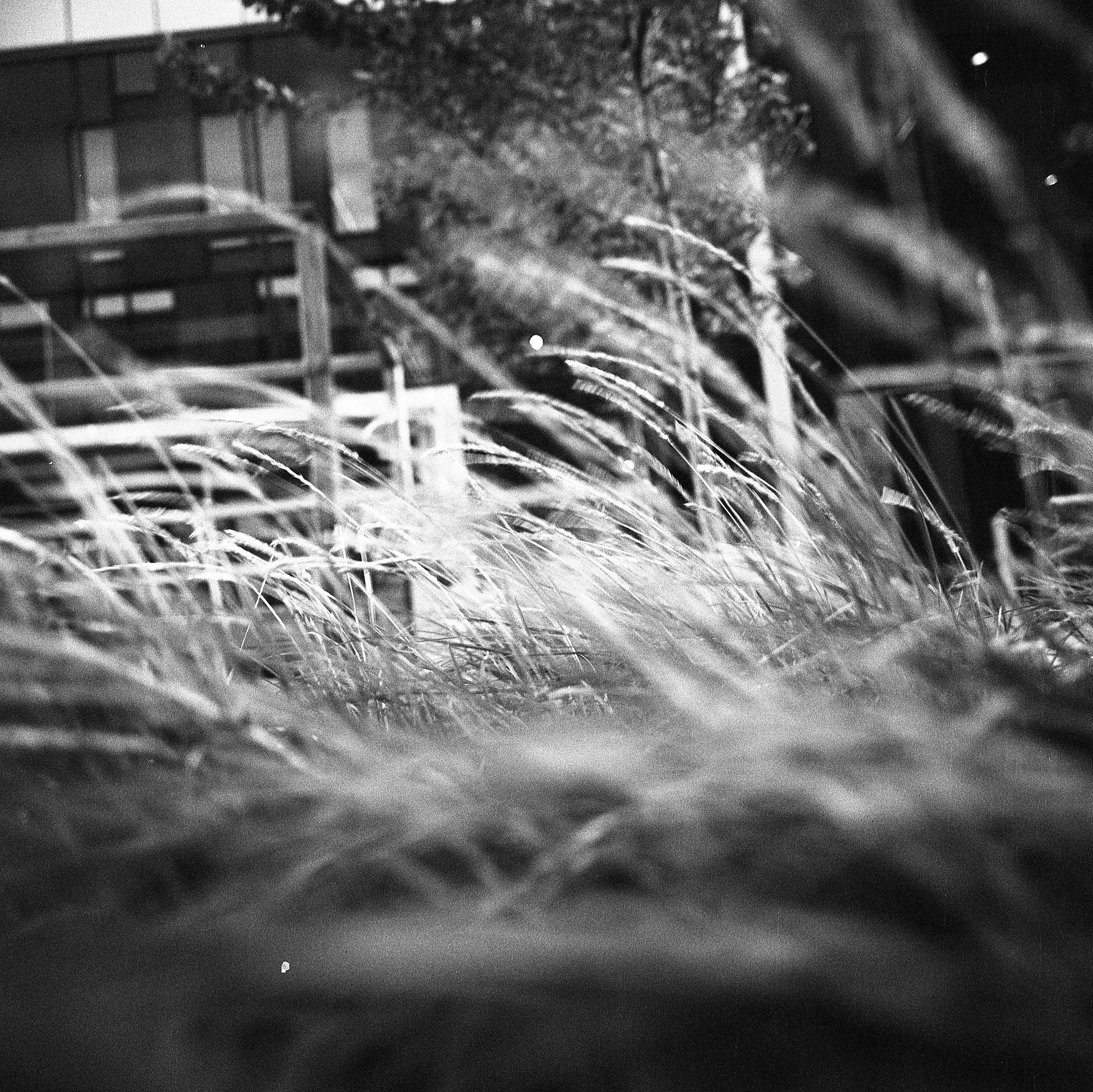  Montreal + Hasselblad SWC + Kodak Trix 400 