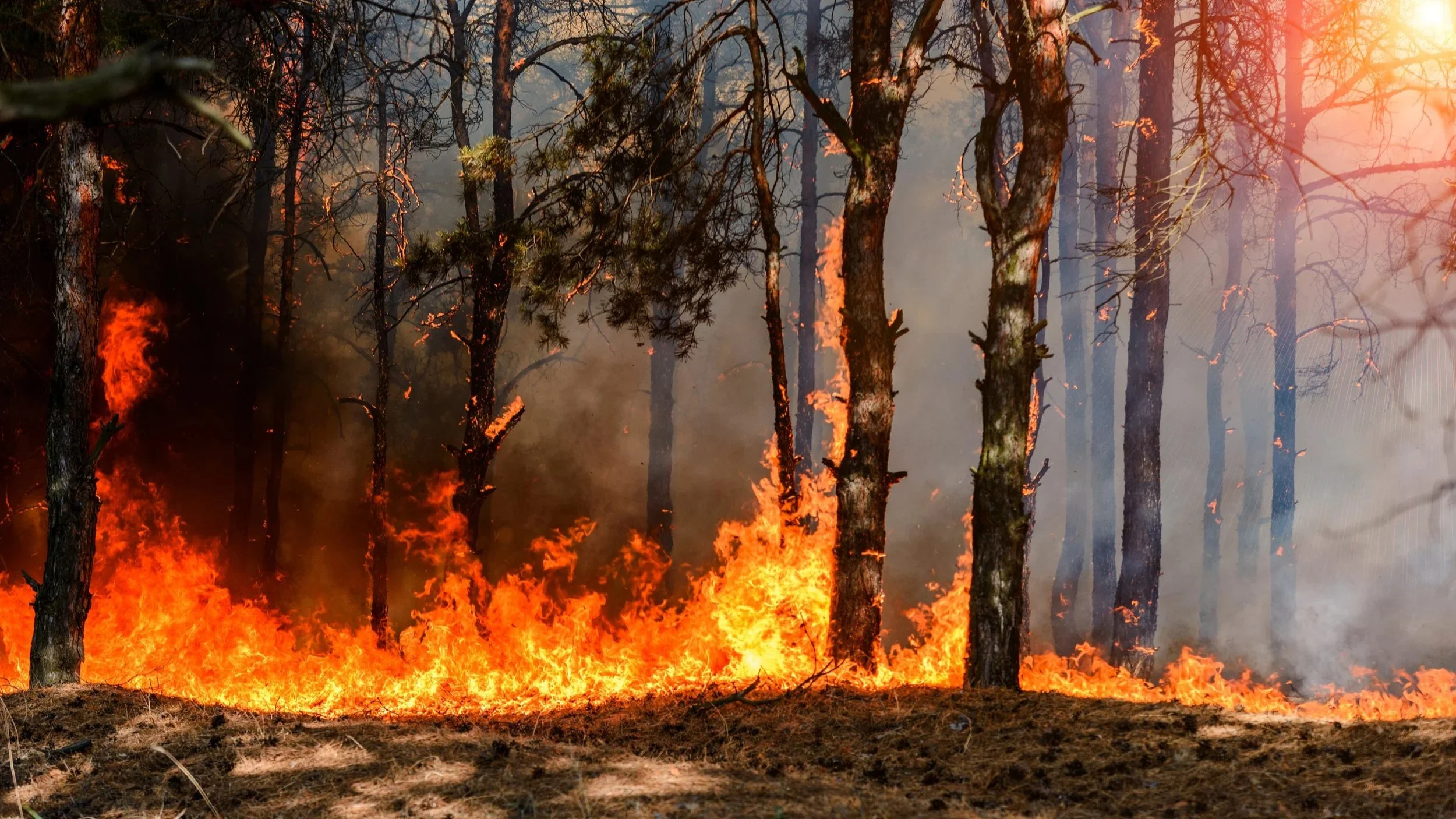 California’s Wildfire Crisis: Risk Modeling and Individualization in Insurer Practices