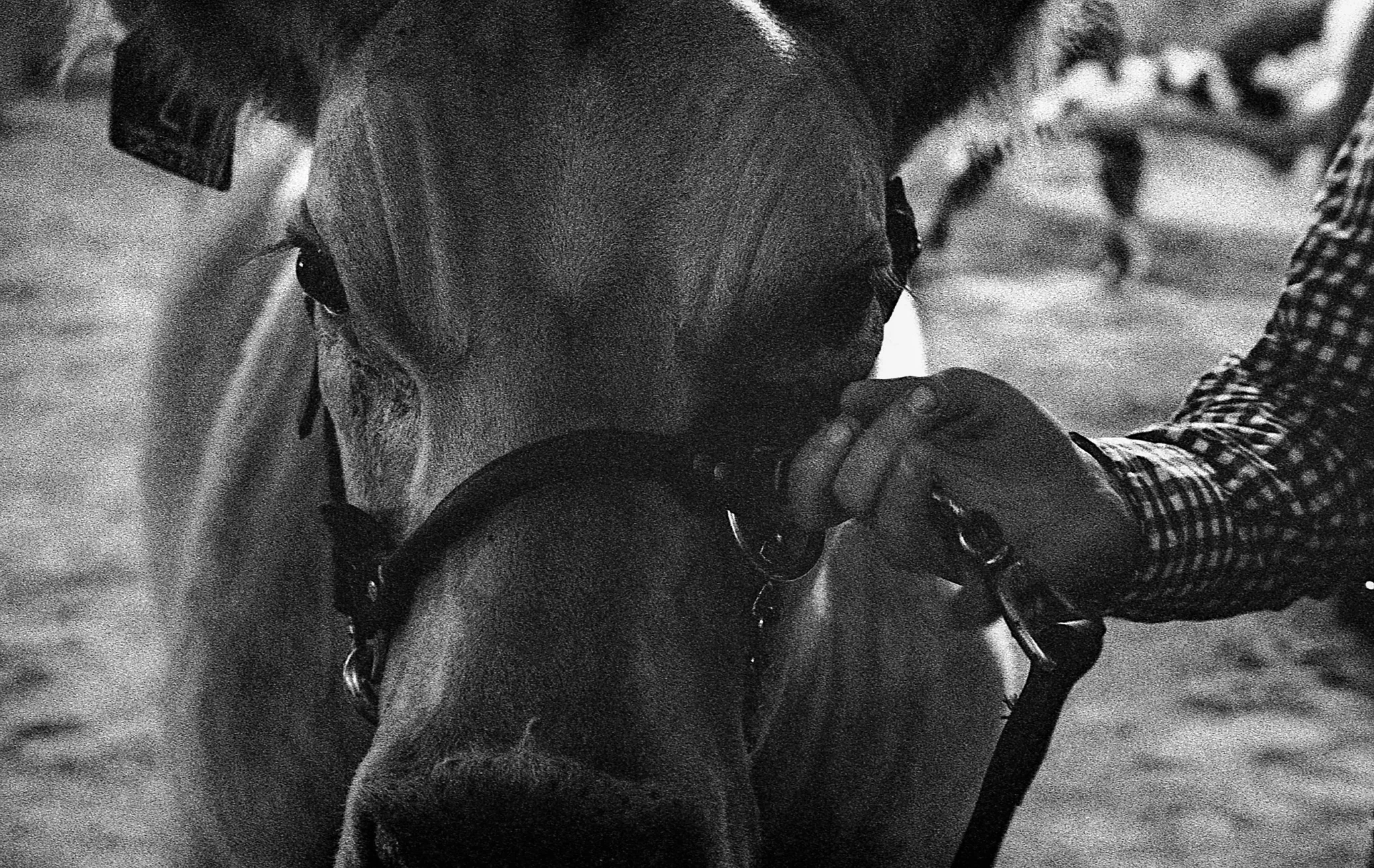 North Texas Fair and Rodeo -Denton, TX - 2018