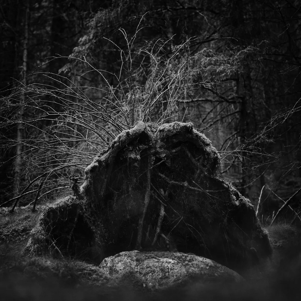 _Forest ny-1-9.jpg