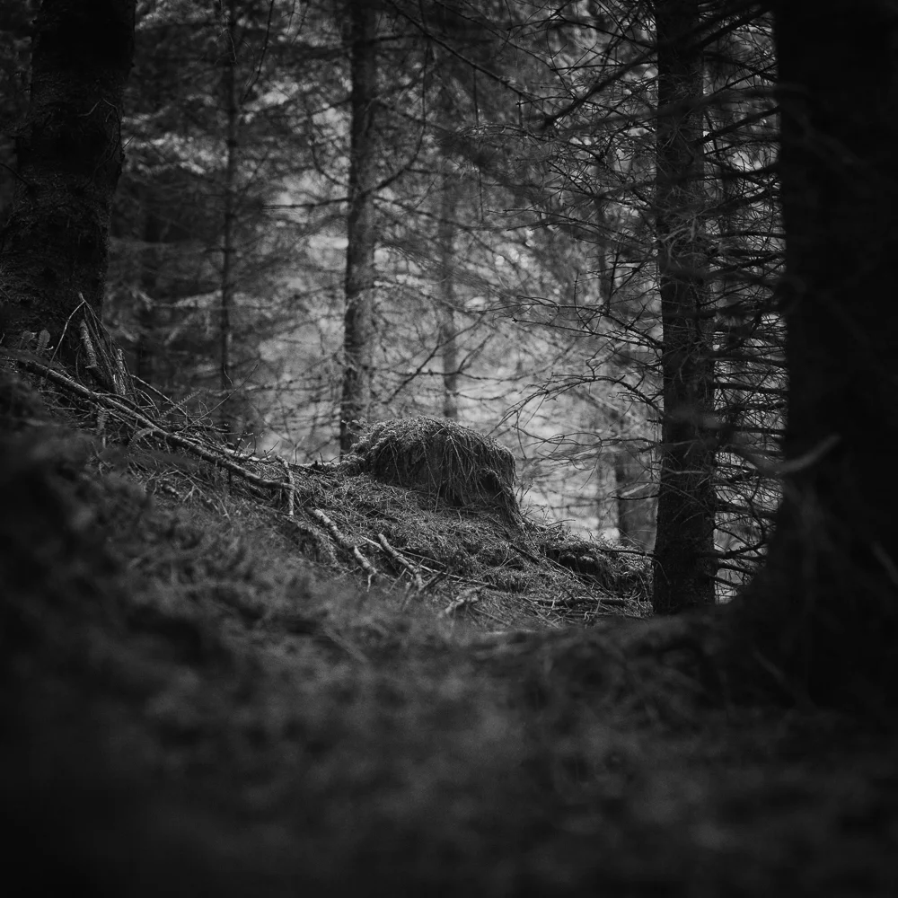 _Forest ny-1-4.jpg