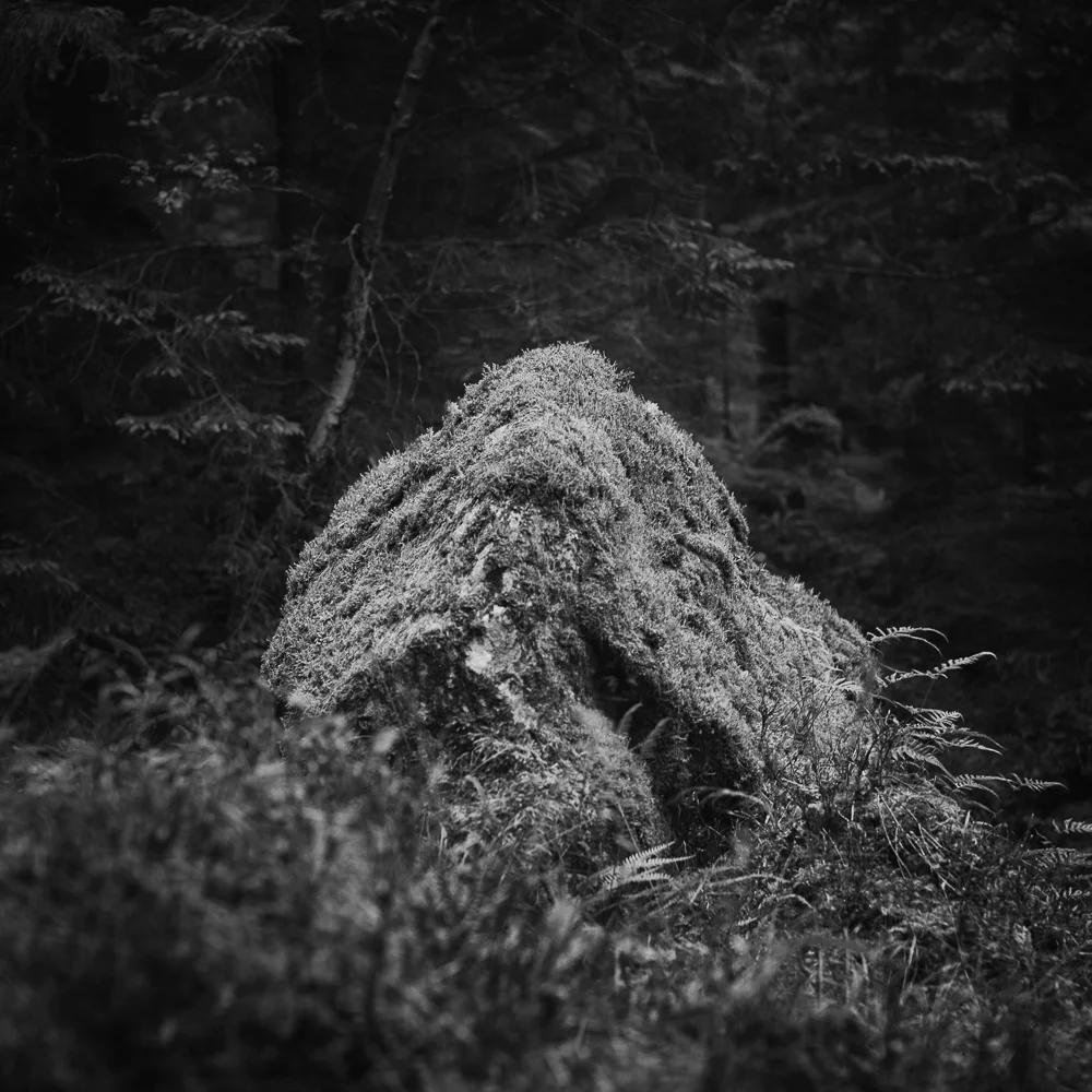 _Forest-1-4.jpg