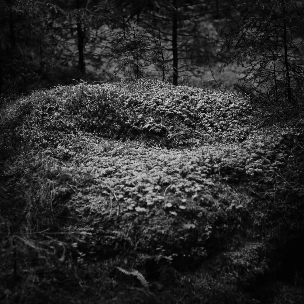 _Forest M-1.jpg