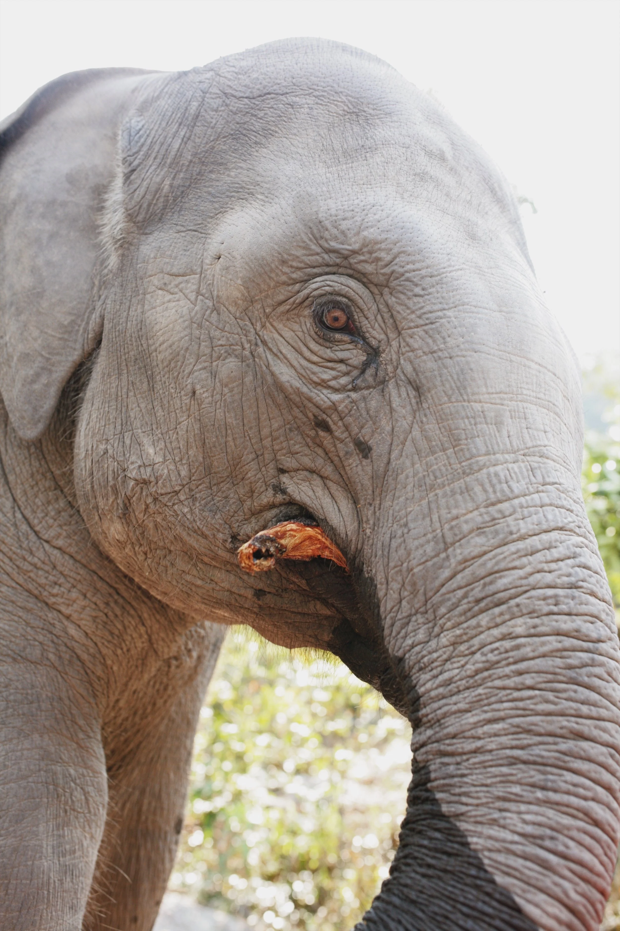 ThailandElephants2.jpg