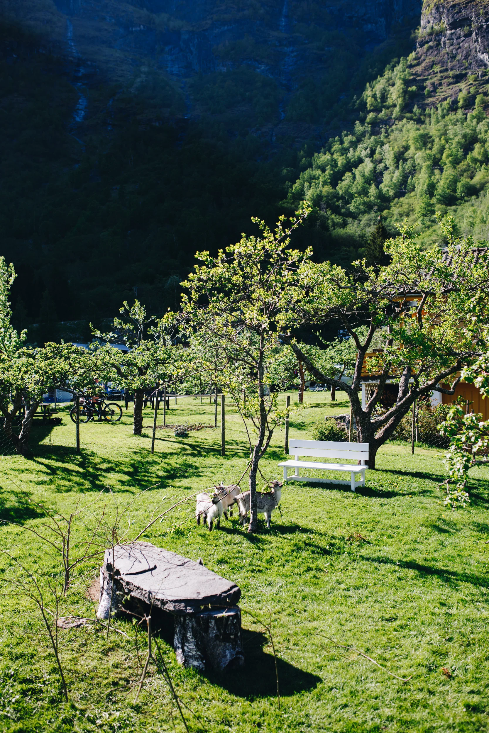 flam campground's goats