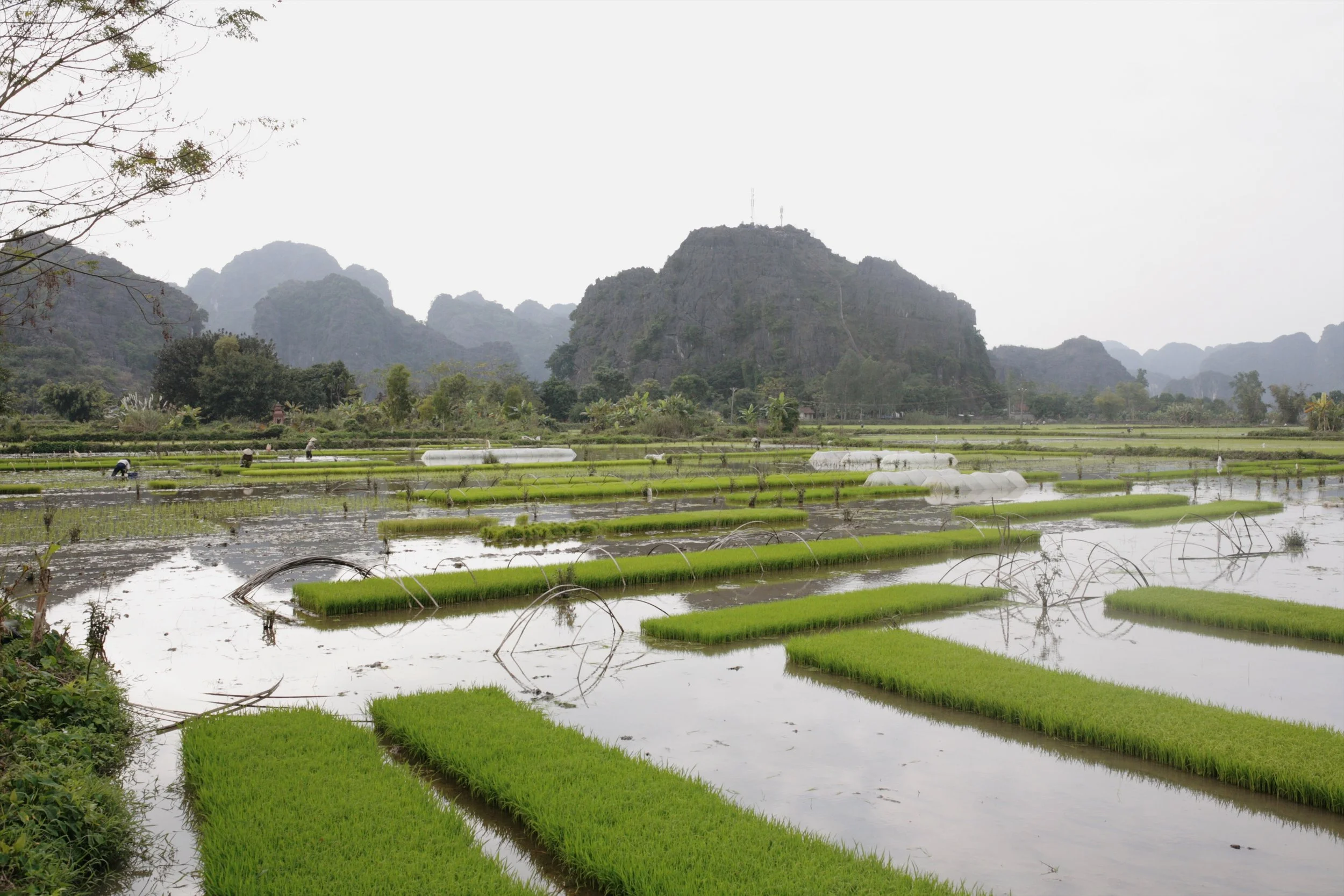 rice fields for miles