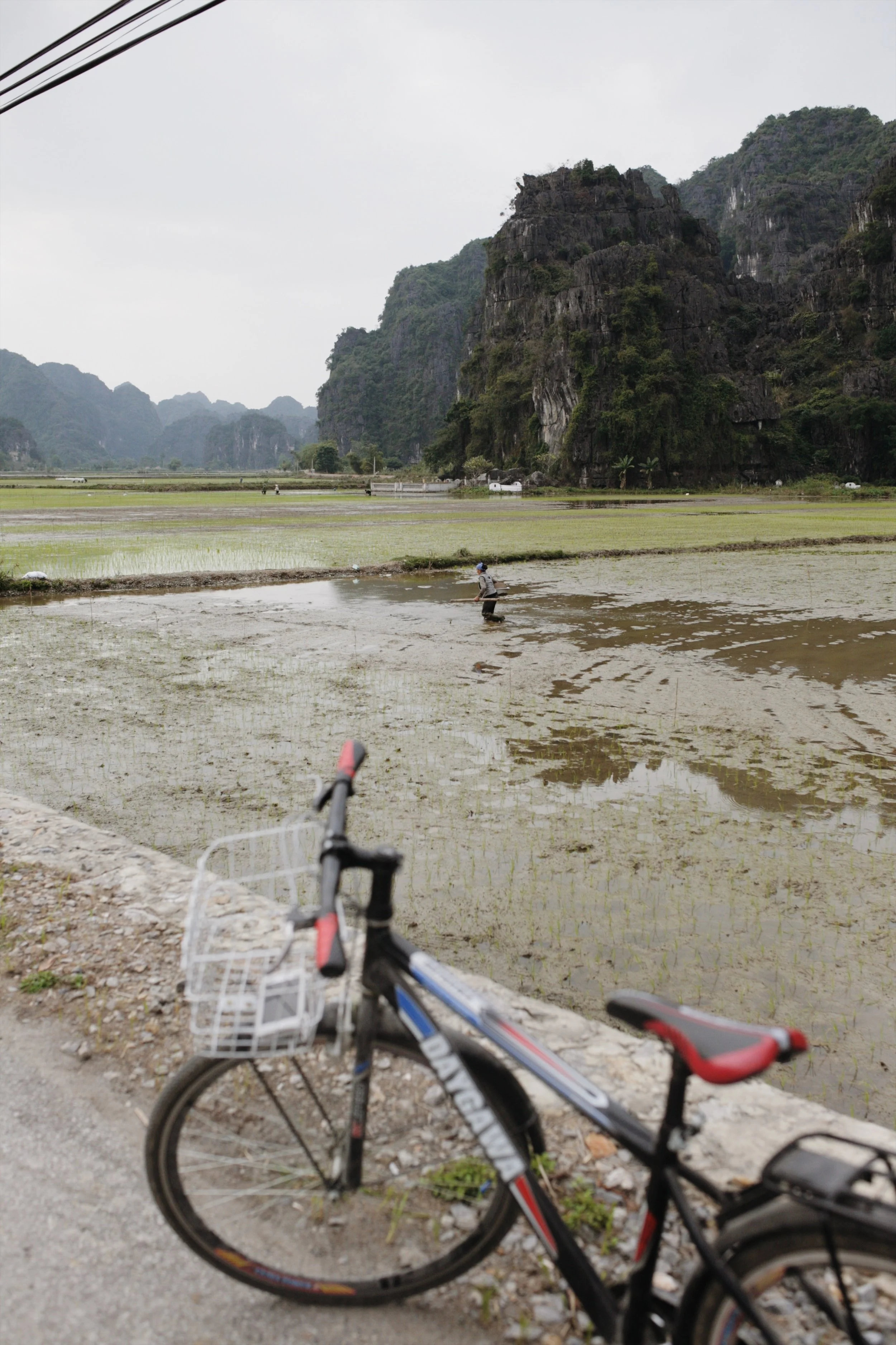 bike ride through rice fields