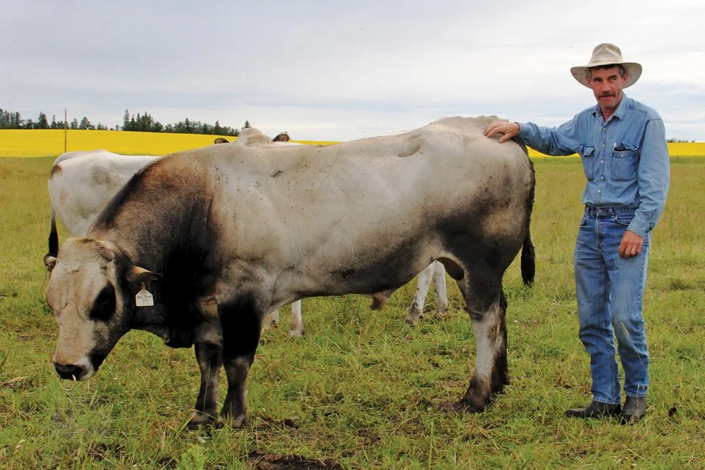 piedmontese-herd1-jblair_cm.jpg