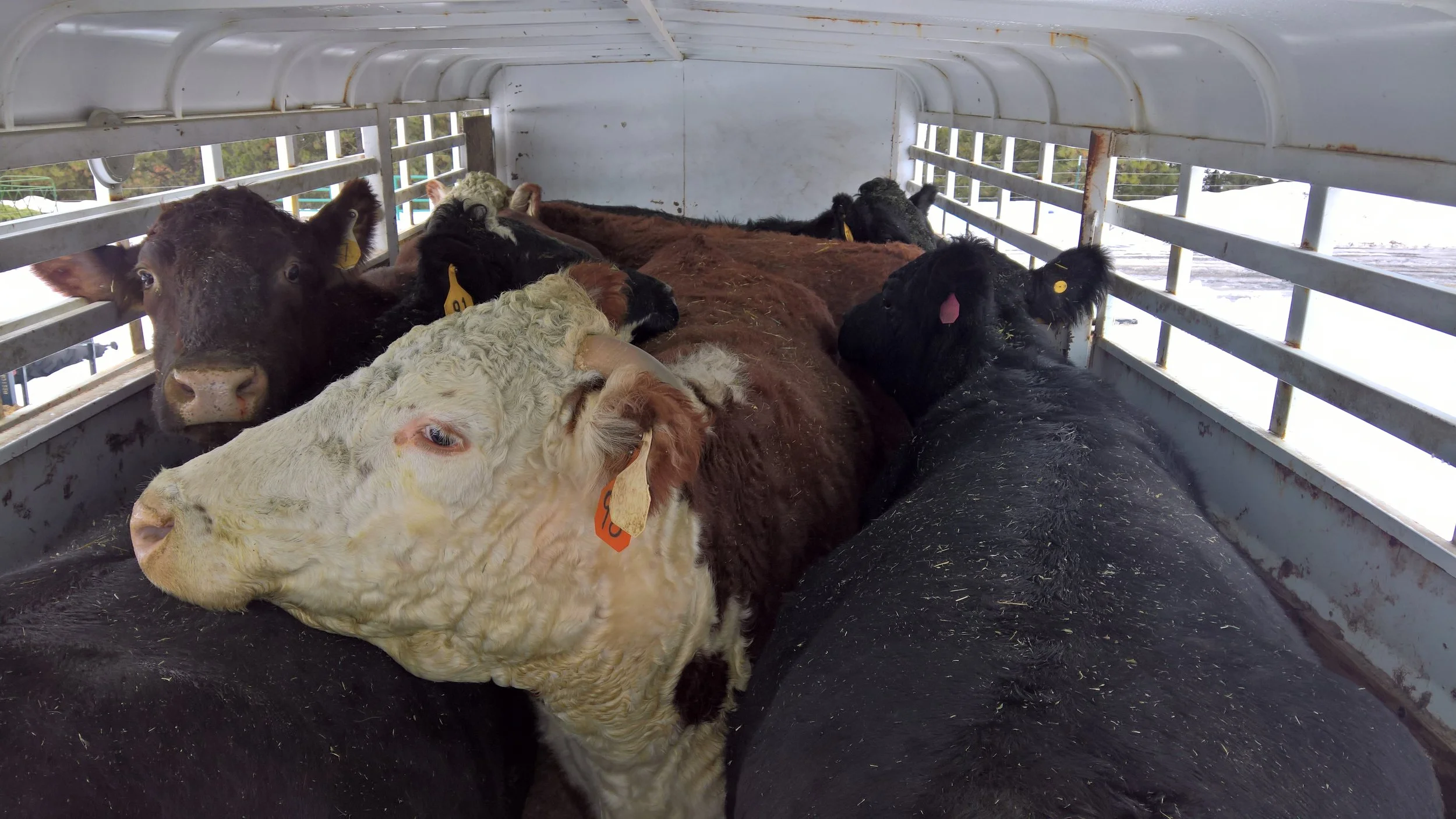 Loaded up in the trailer