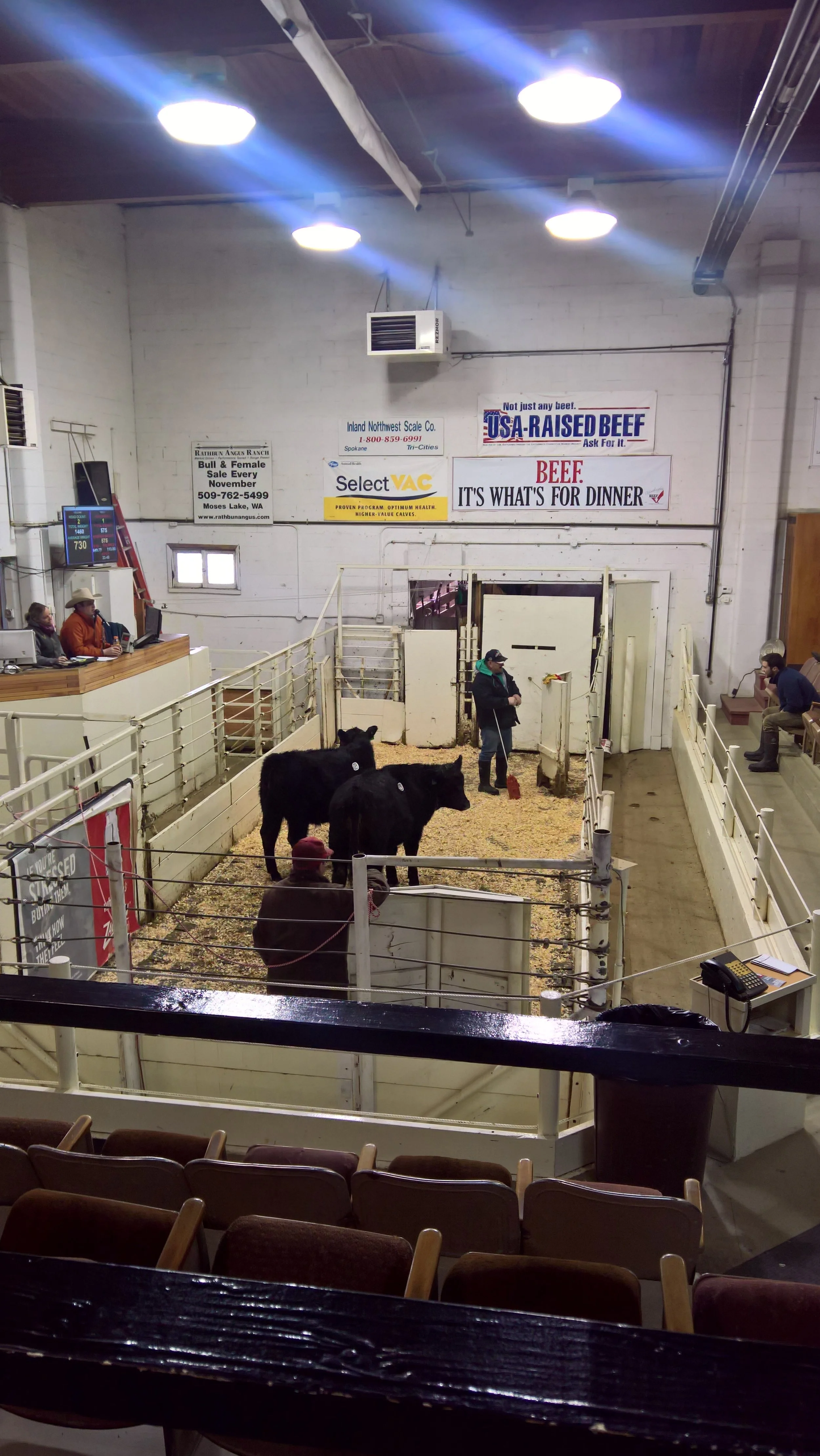 A couple steers going through the sale ring ahead of our cows