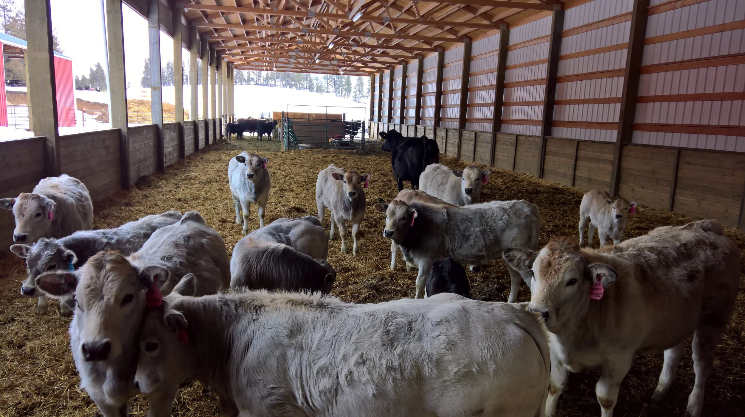 The weaned heifer calves before we moved them to their own barn