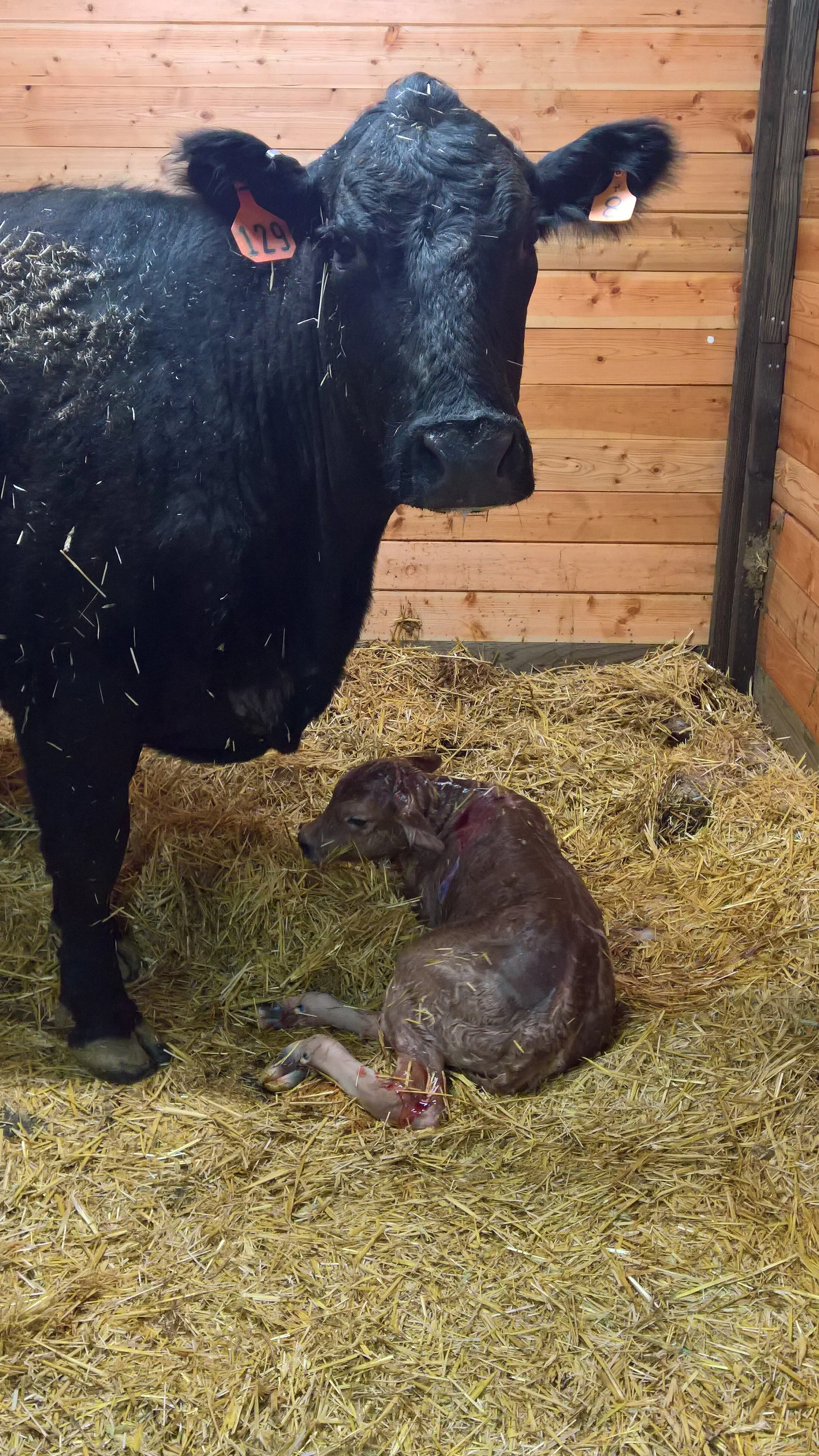 Recipient Cow standing with OF Elizabeth 1E (Heifer)