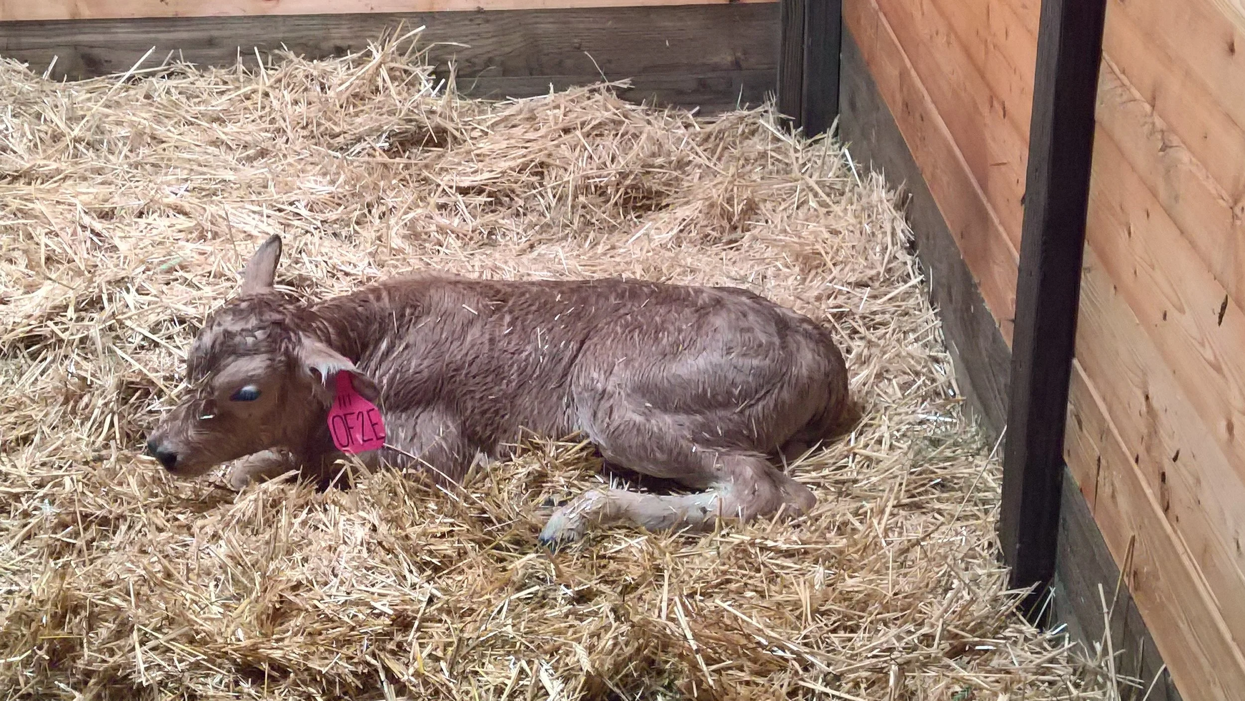 OF Emerald 2E - Olmo x Shelby Lynn (Heifer)