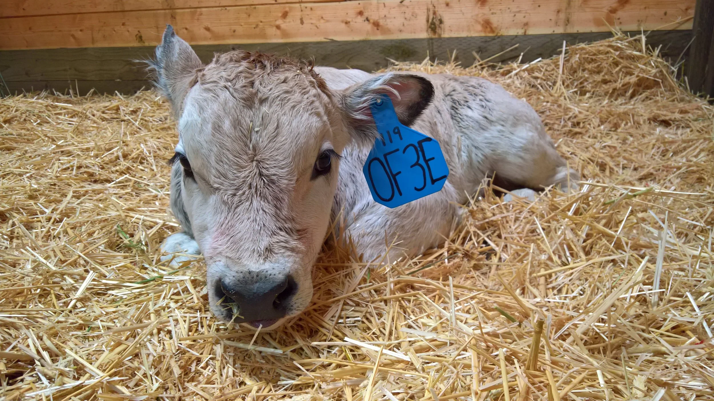 OF Einstein 3E - Olmo x Little Sheba (Bull)
