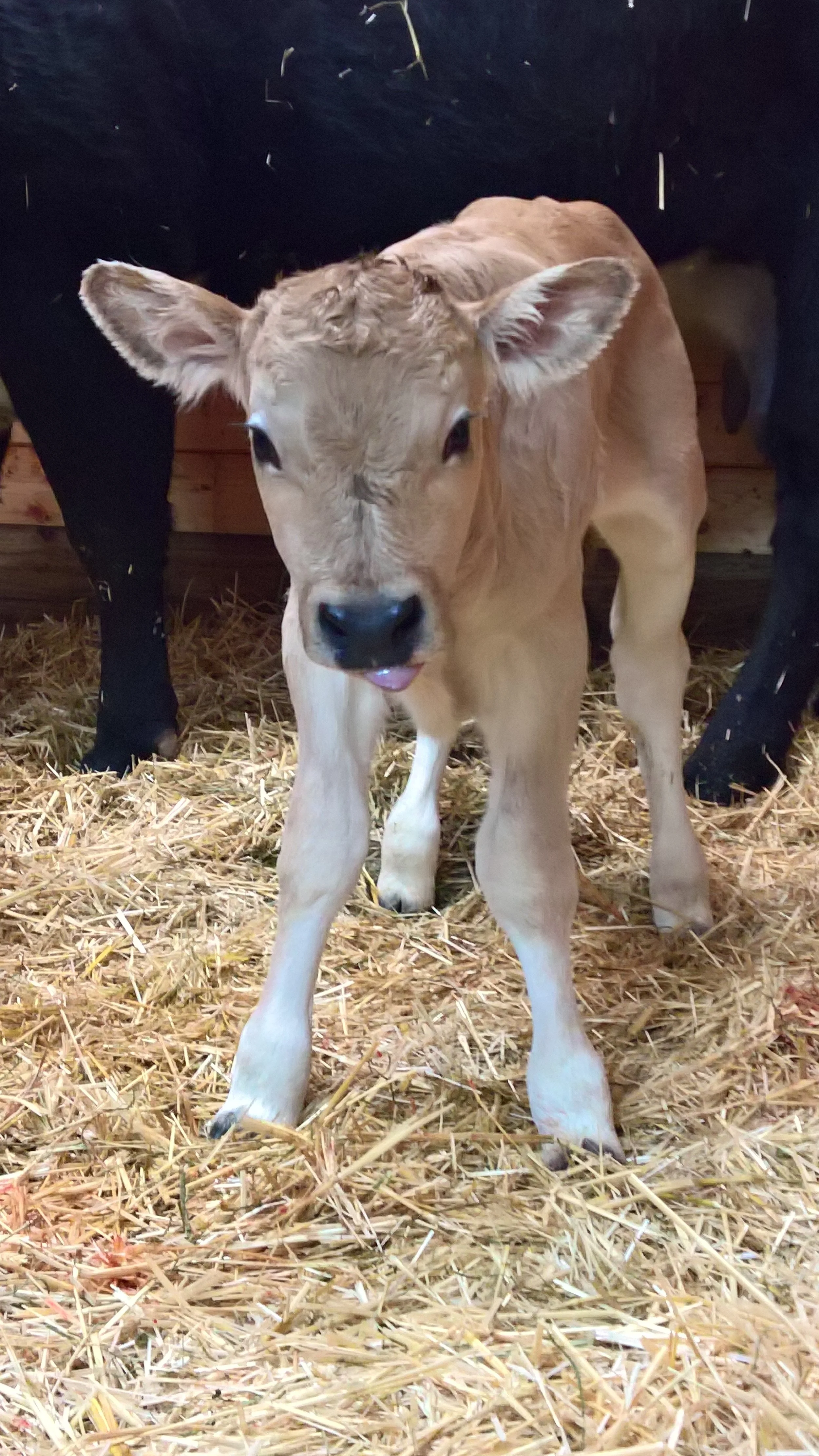 OF Eclipse 4E - Olmo x Lady (Bull)