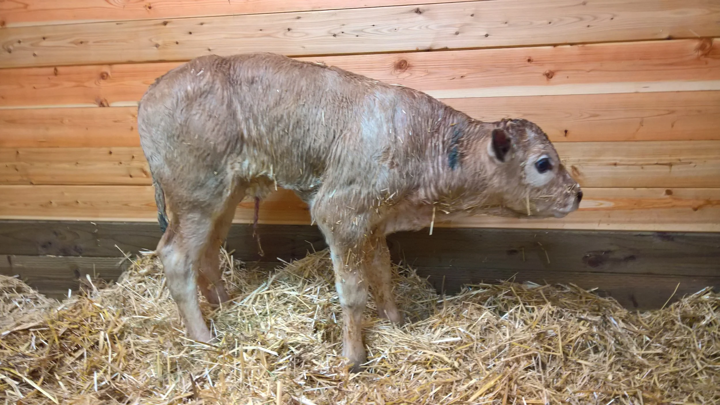 OF Empire 5E - Billy x Santa Cruz (Bull)