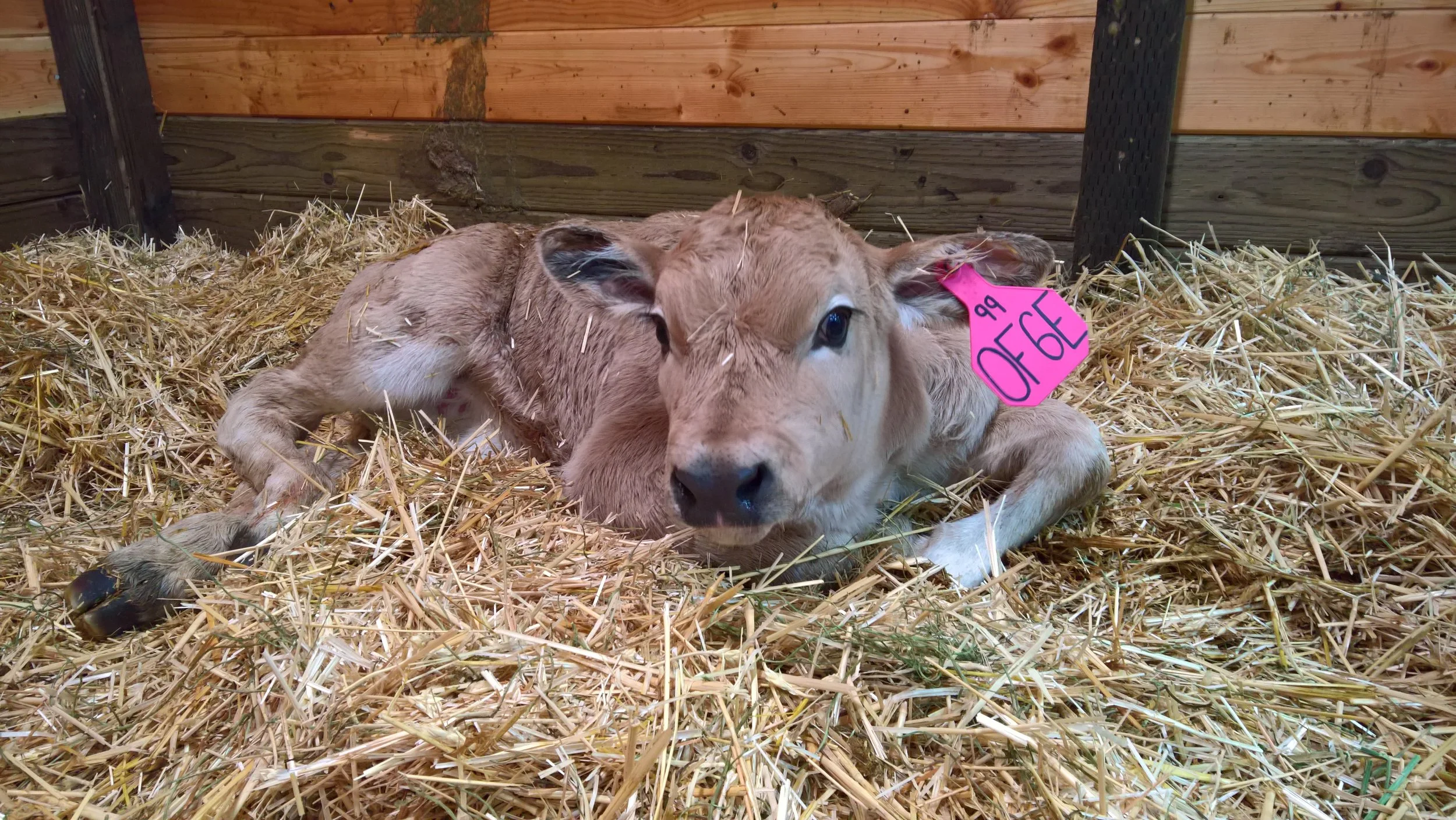 OF Empress 6E - Roberto x Miss X-Clusive (Heifer)