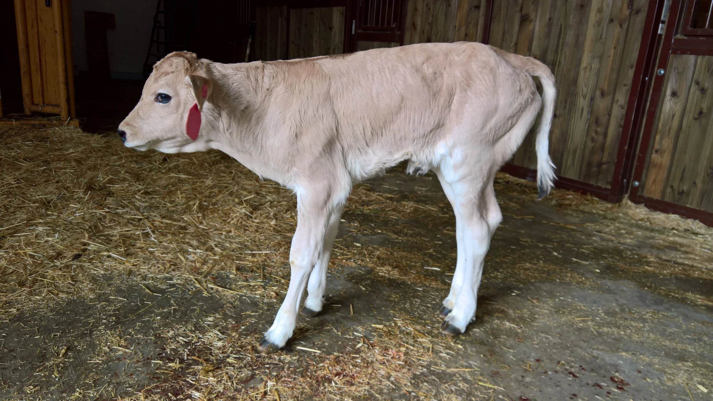 OF Enchantress 8E - Olmo x Shelby Lynn (Heifer)