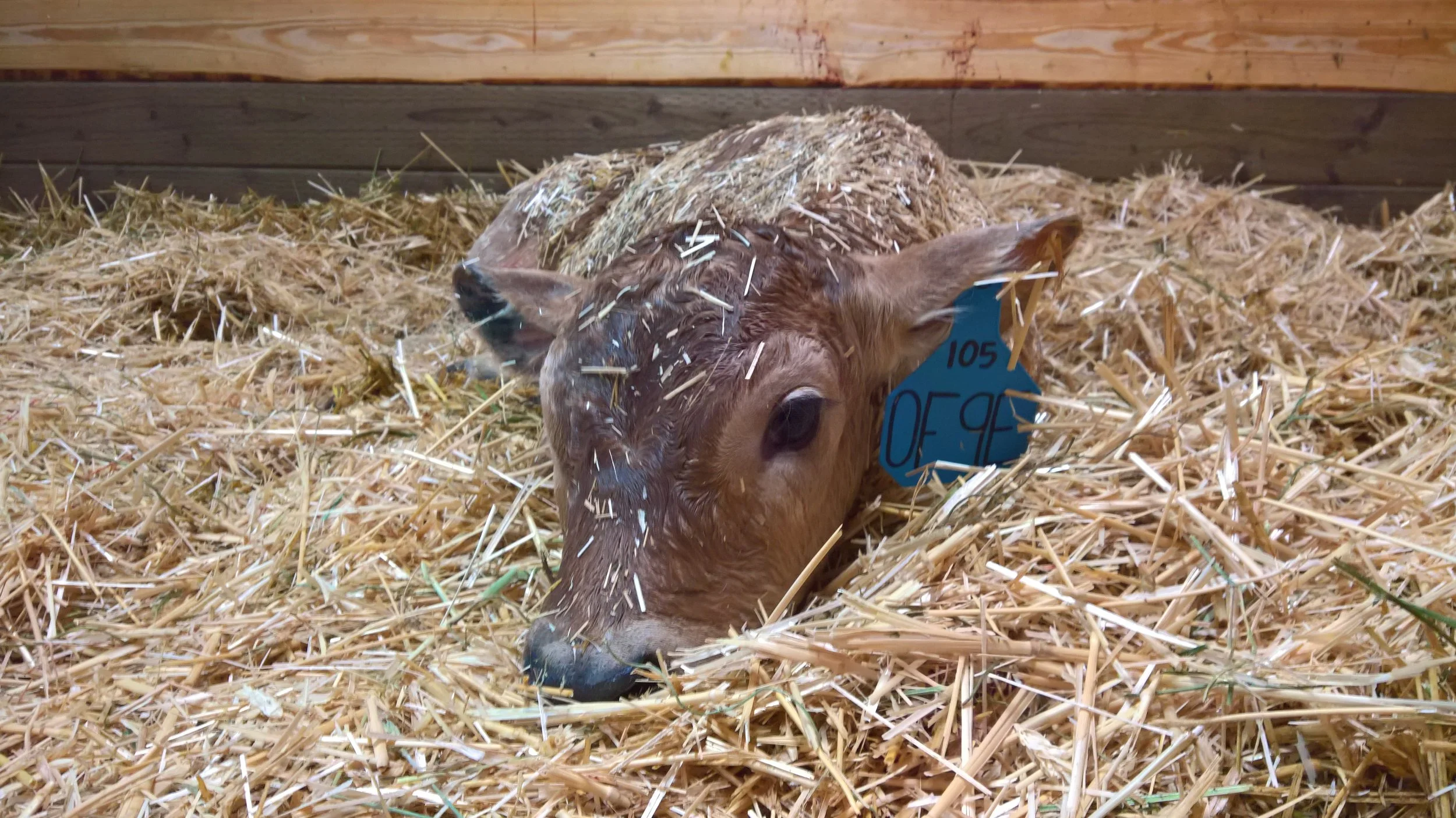 OF Easy Rider 9E - Olmo x Crissy (Bull)