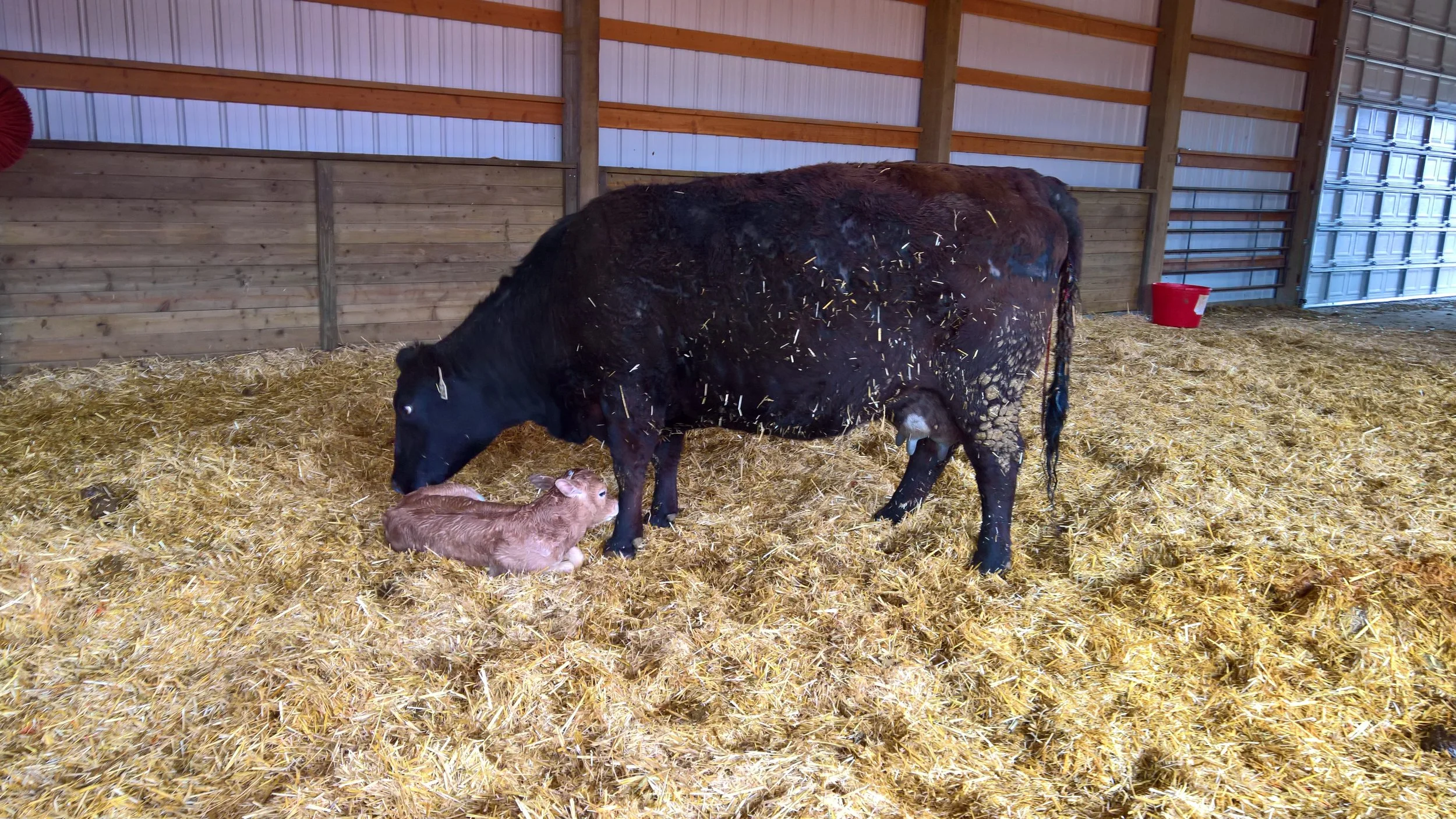 OF Eleanor 10E - Brindisi x Crissy (Heifer)