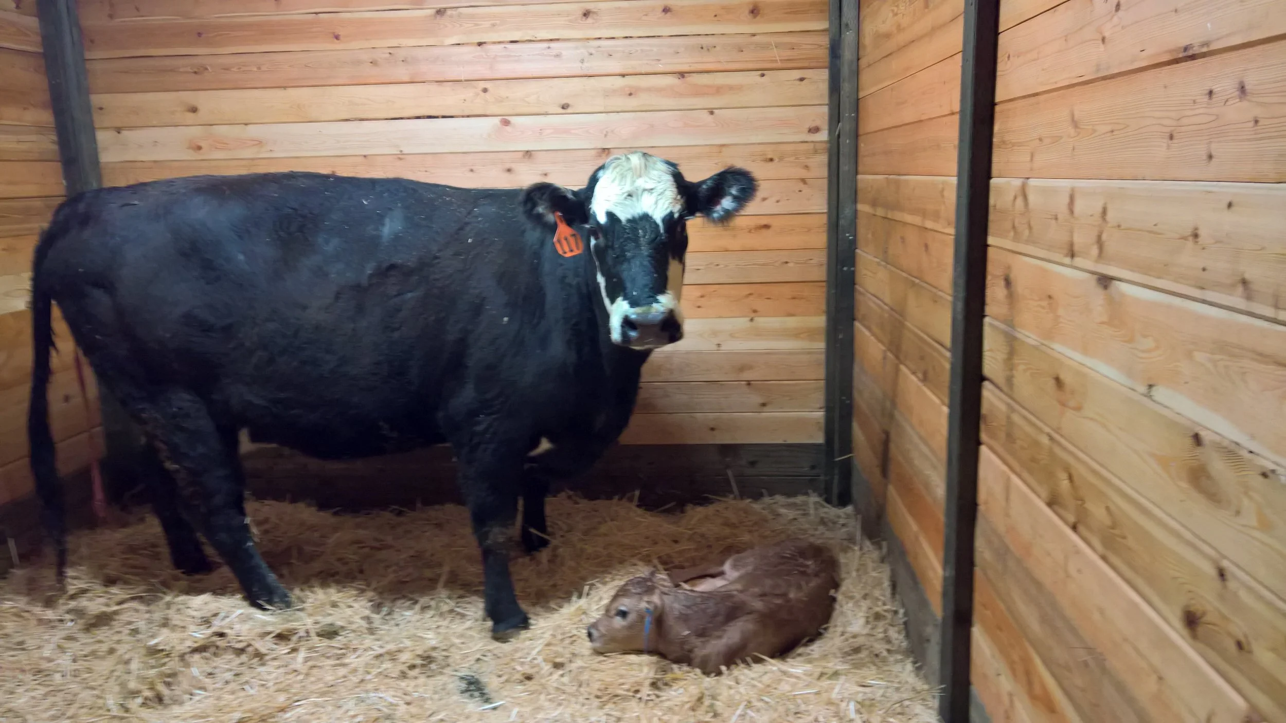 OF Eastwood 11E - Olmo x Little Sheba (Bull)