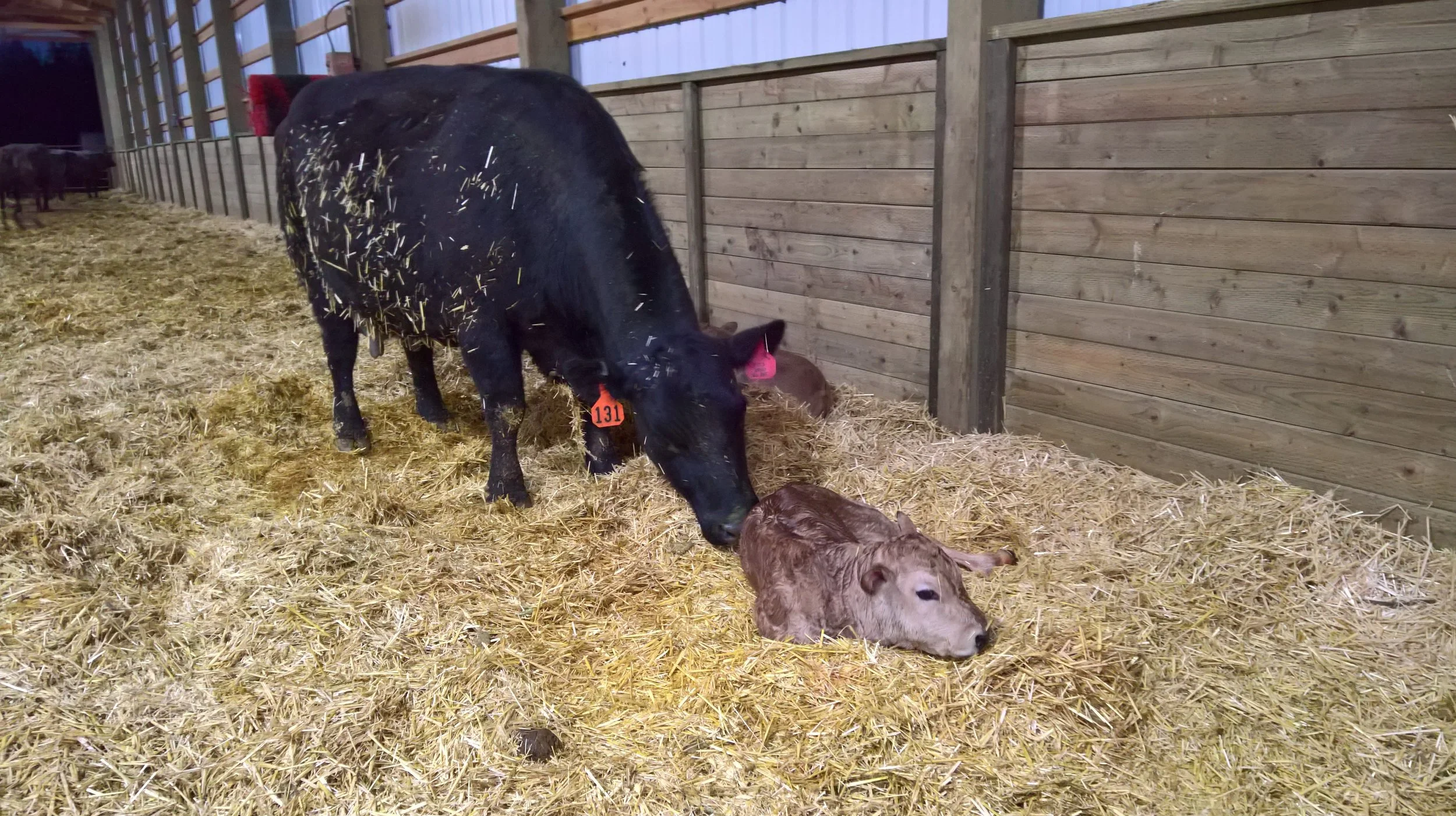 OF Easter 12E - Vasco x Bambino (Heifer)