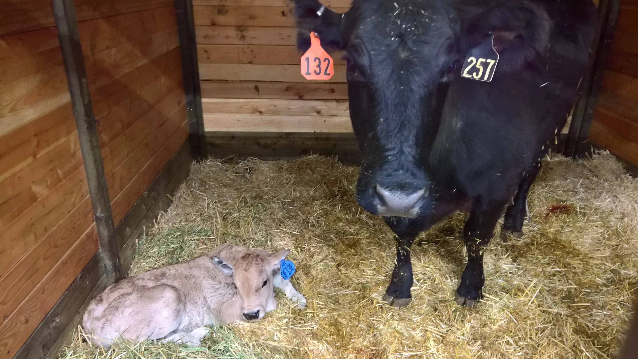 OF Everest 13E - Roberto x Shelby Lynn (Bull)