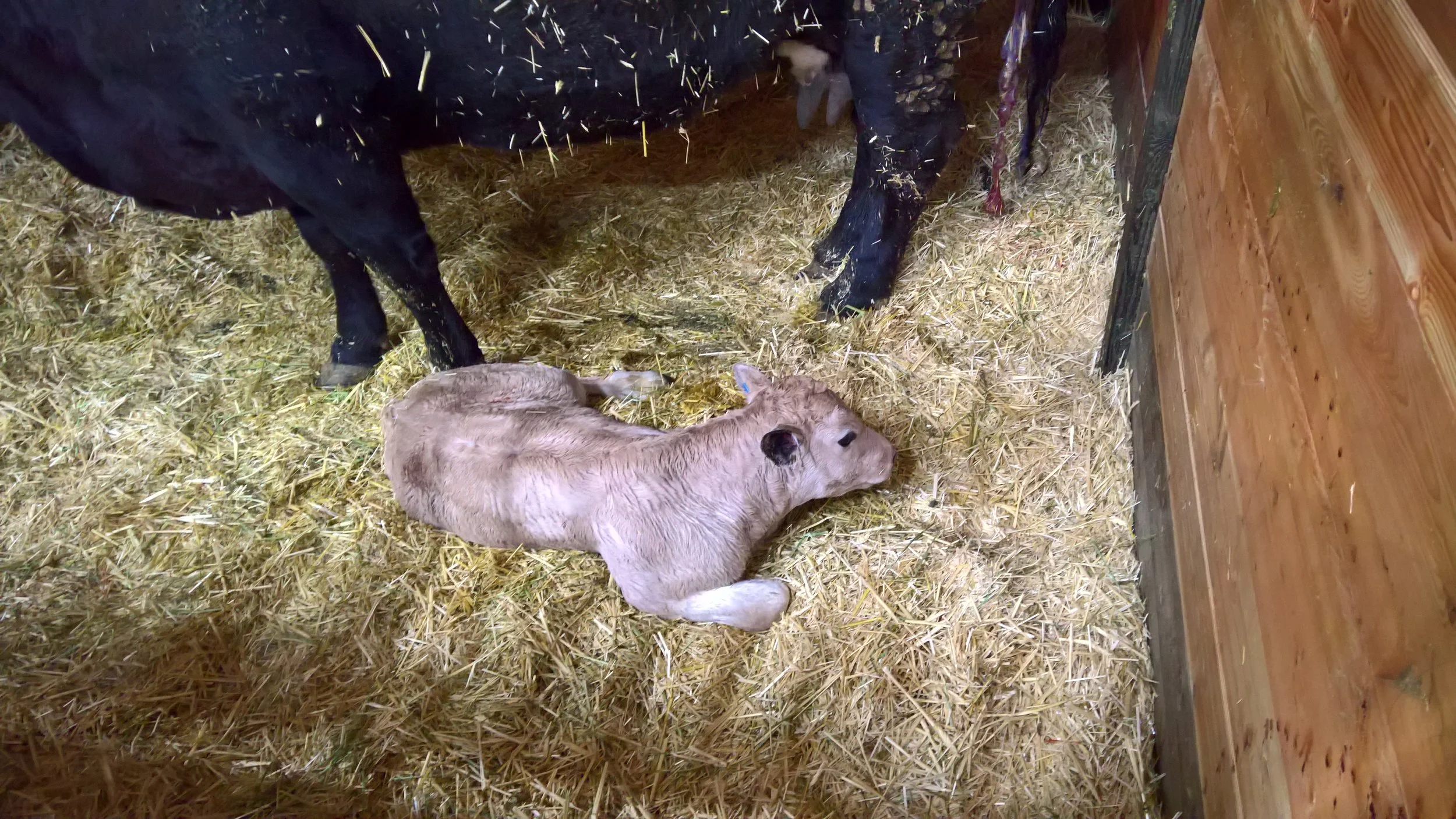 OF Eric 14E - Olmo x Chelsea Lynn (Bull)