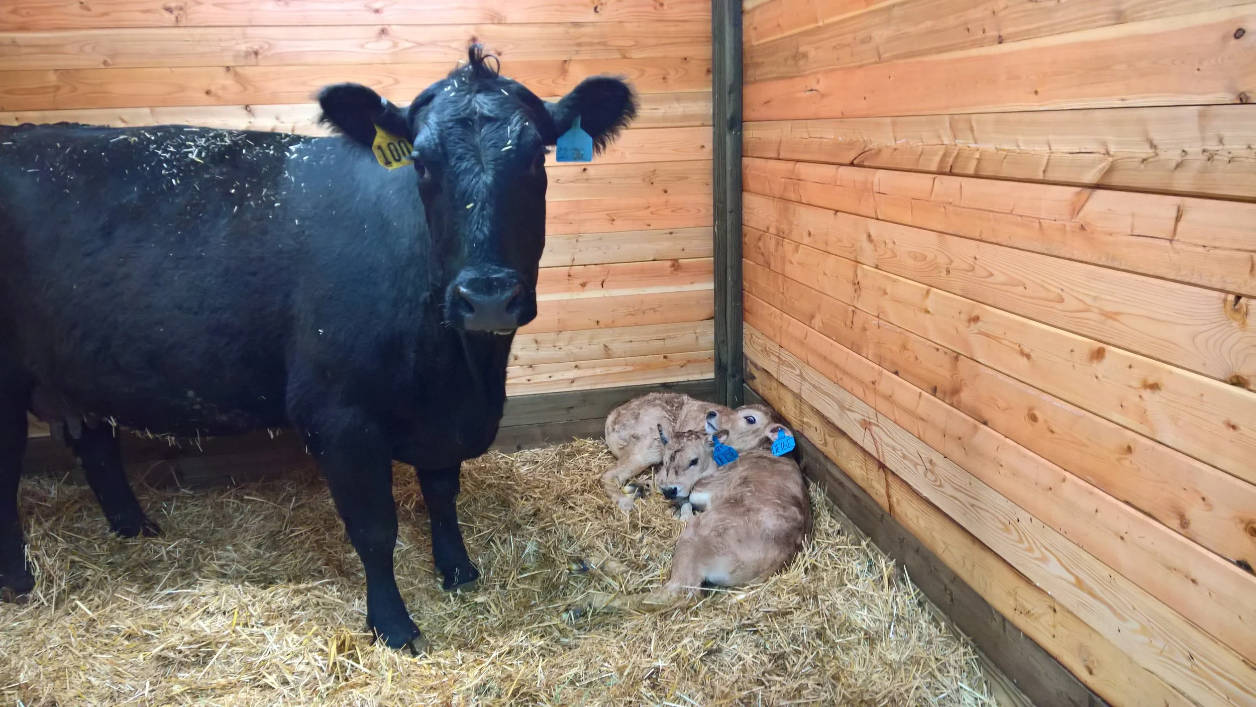 (Bottom) OF Elite 15E - Olmo x Lady (Bull). (Top) OF Exclusive 16E - Roberto x Miss X-Clusive (Bull).