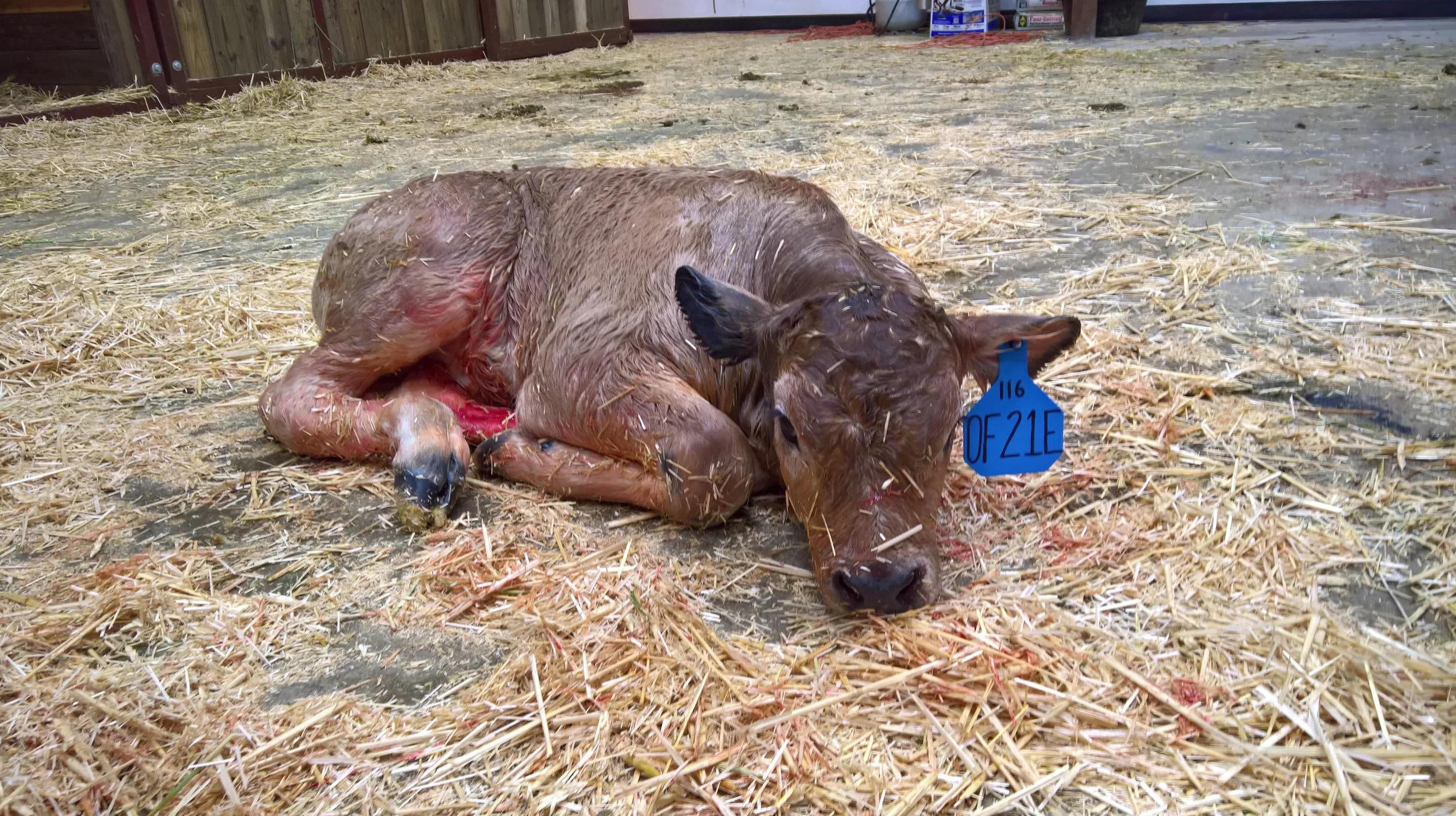 OF Endurance 21E - Olmo x Little Sheba (Bull)