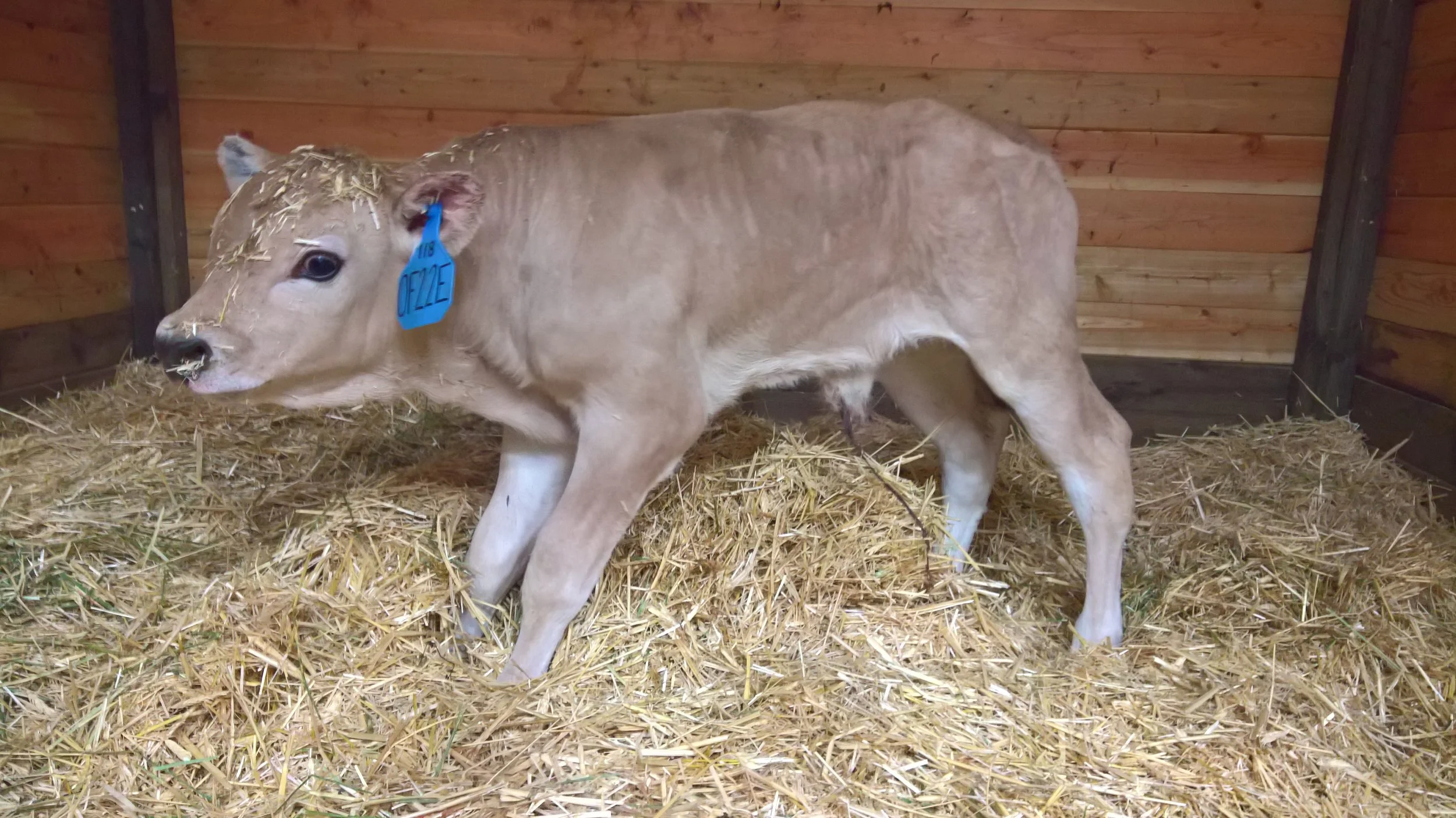 OF Everlast 22E - Ostrop x Lizzie (Bull)