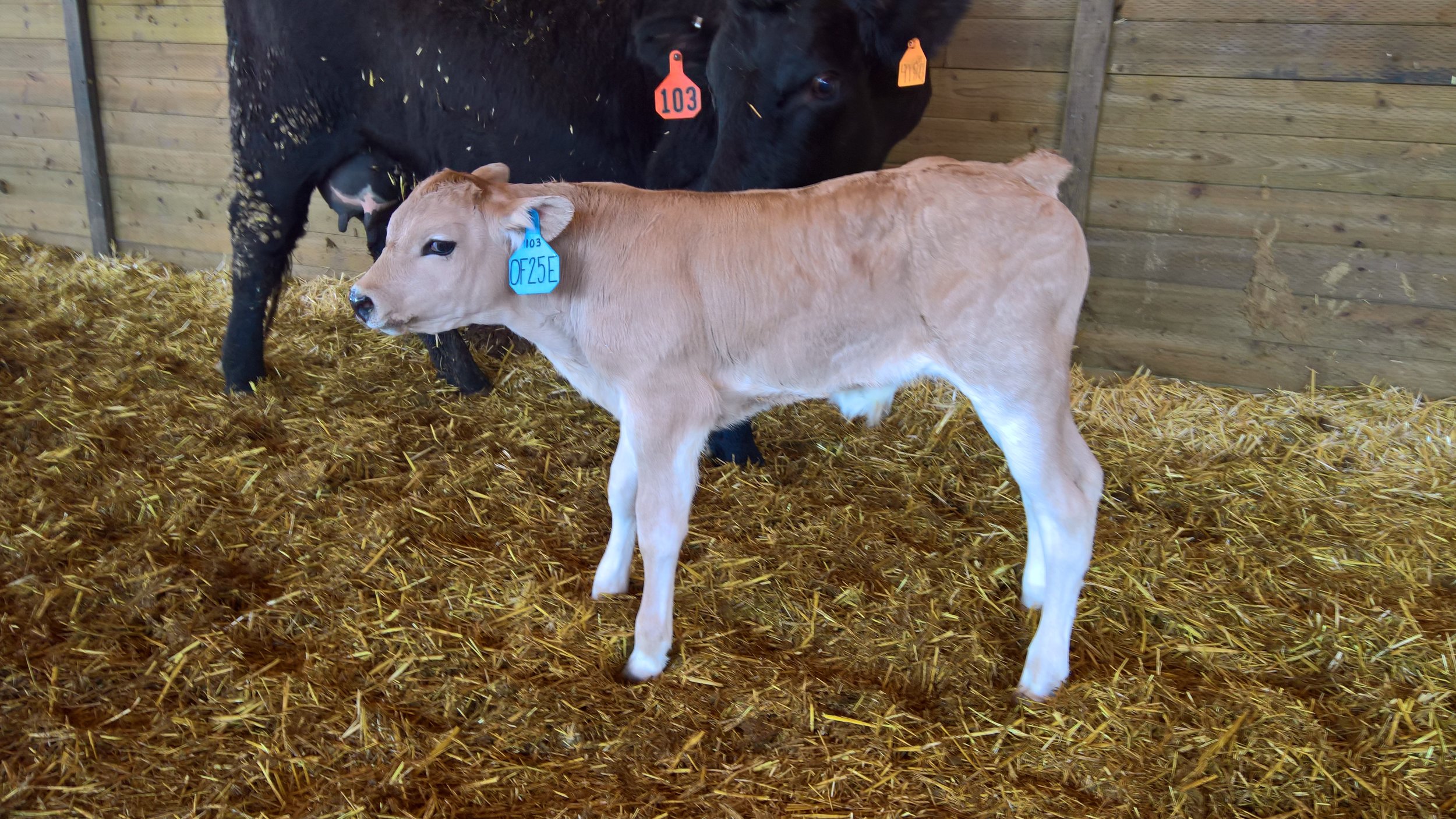 OF Endor 25E - Olmo x Little Sheba (Bull)