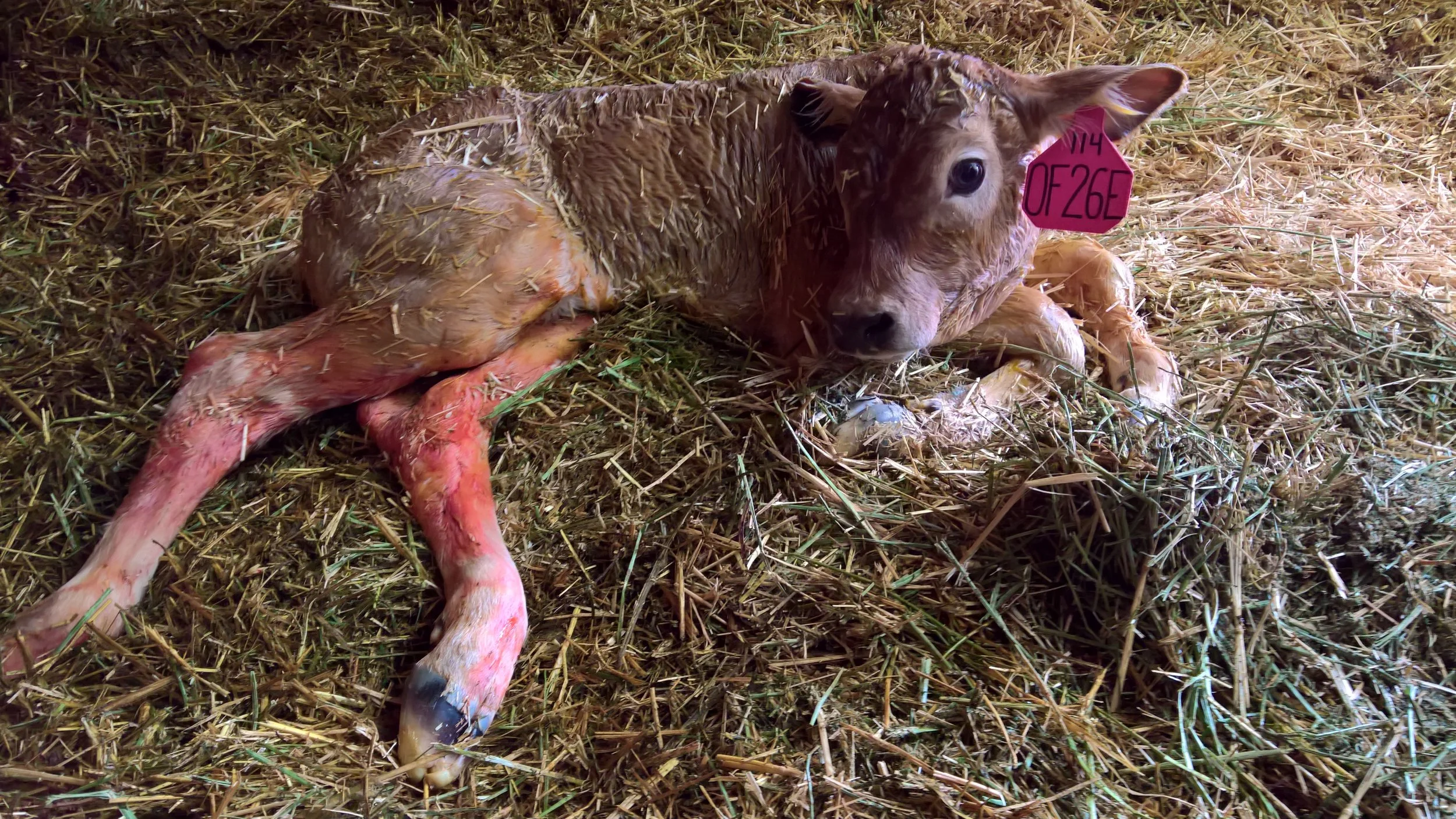 OF Erin 26E - Olmo x Chelsea Lynn (Heifer)