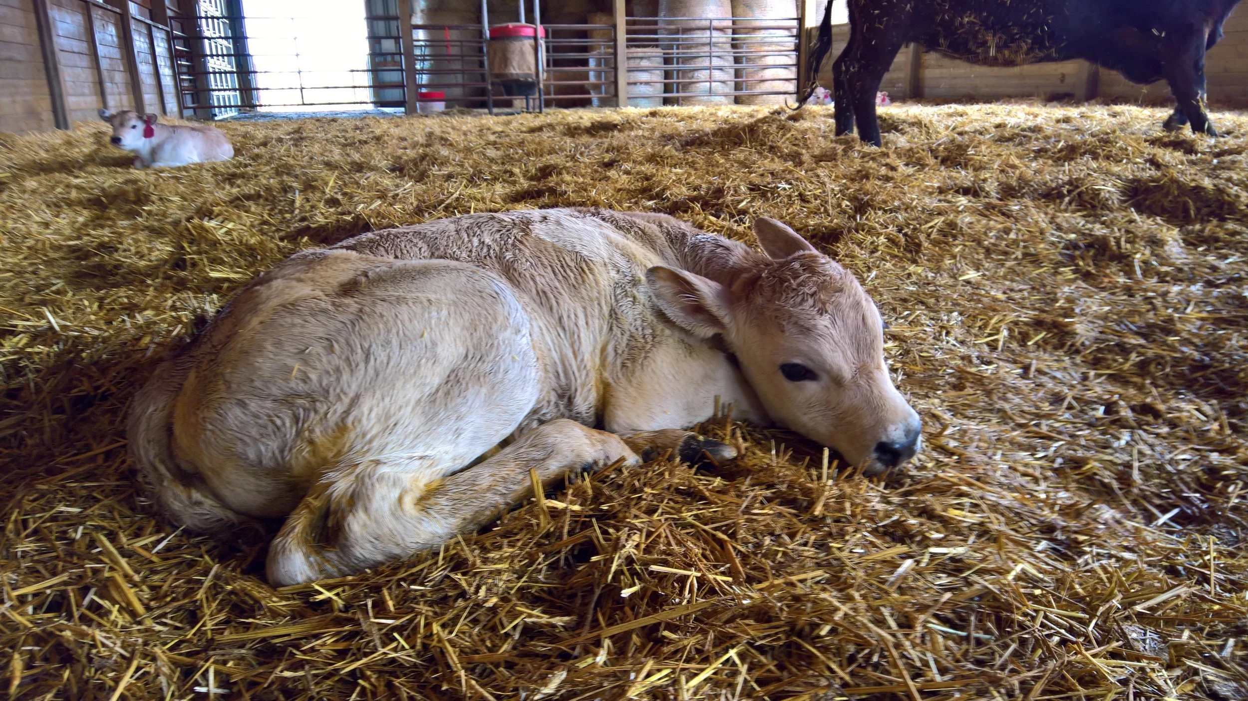 OF Esmeralda 27E - Discovery x The Matriarch (Heifer)