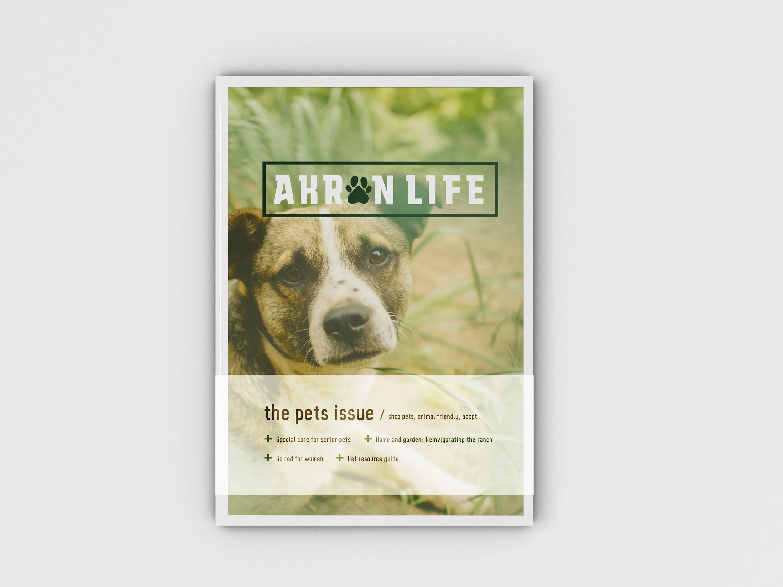 AkronLife_DOG.jpg