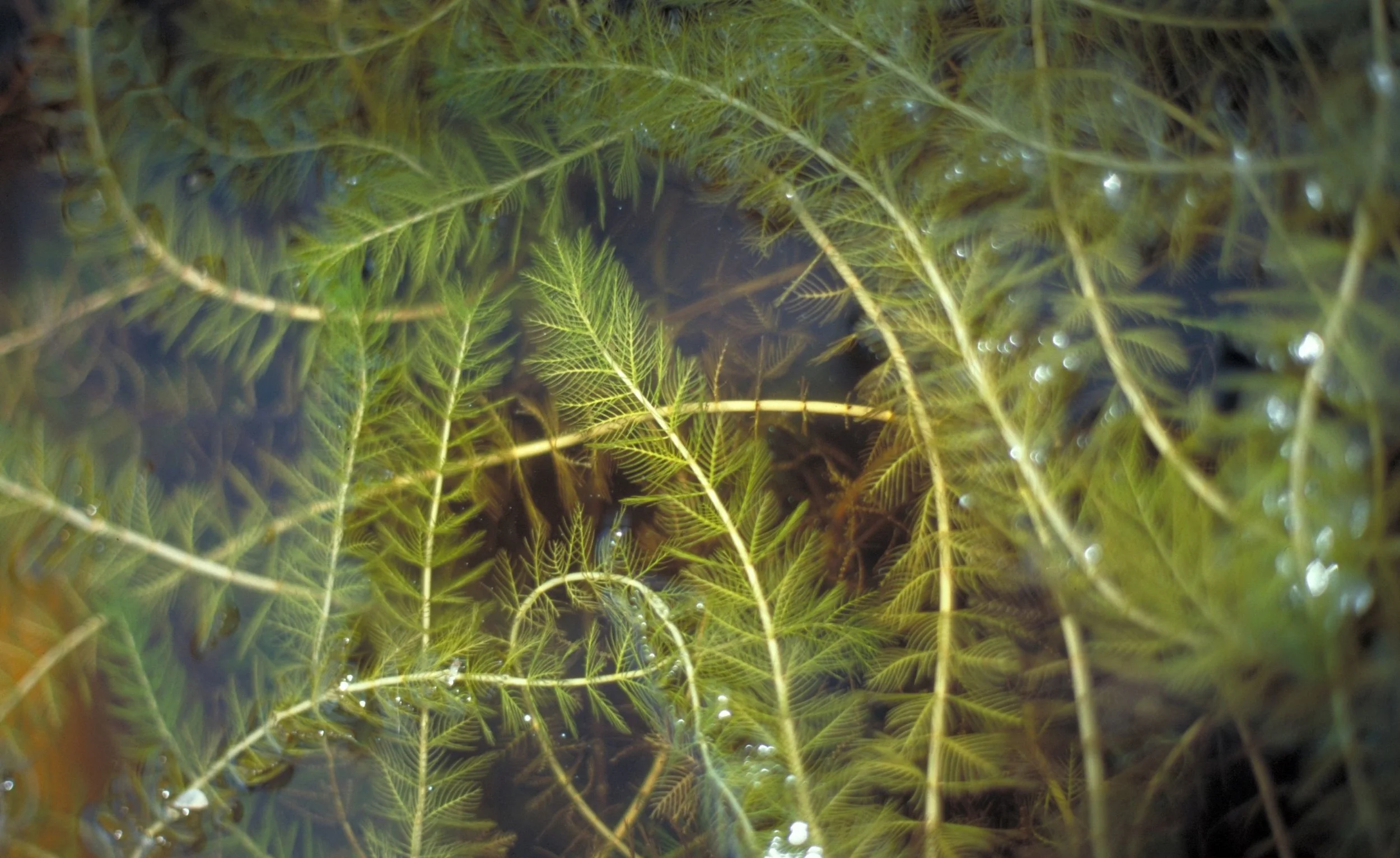 Eurasian watermilfoil chokes another lake.