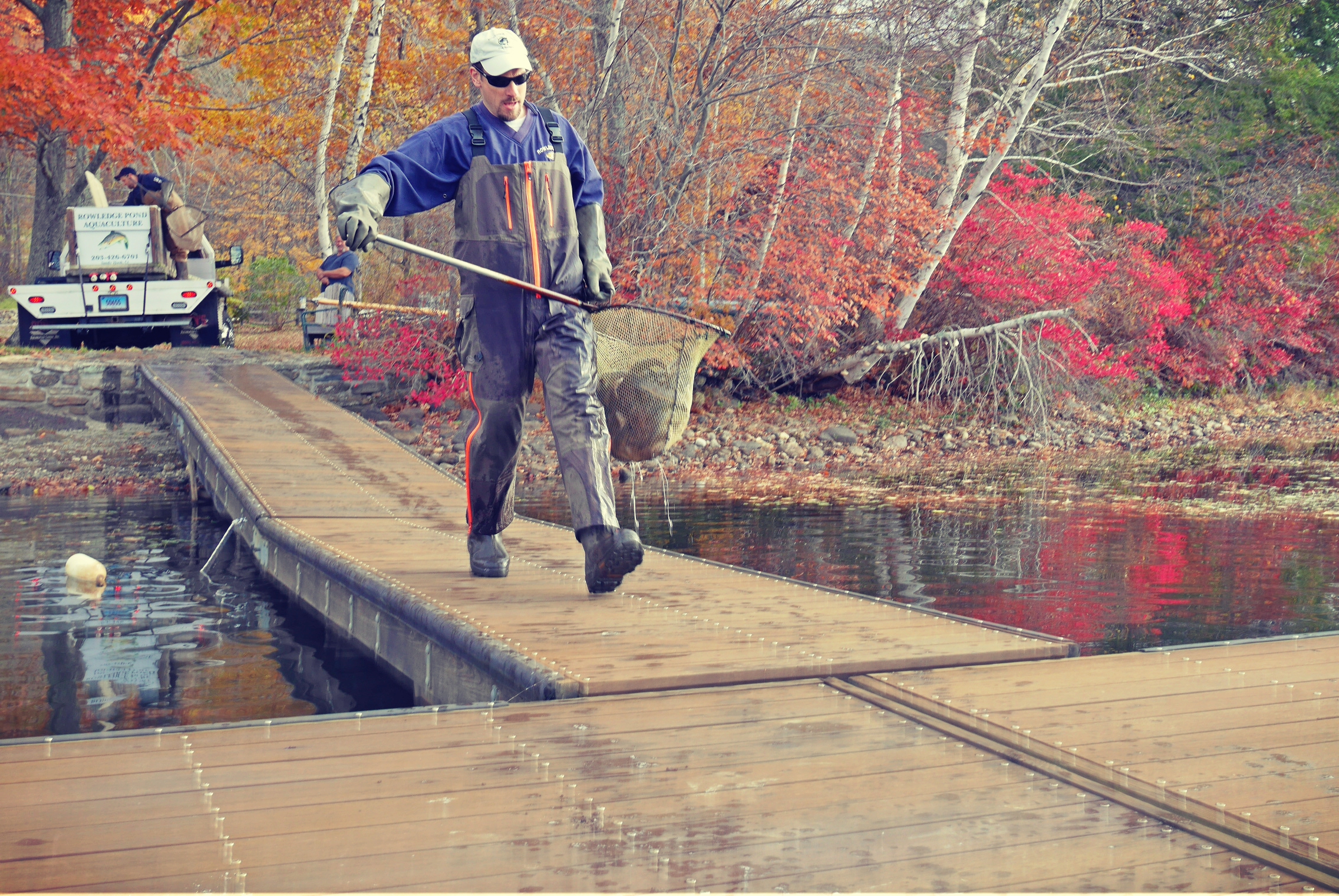 Rowledge Pond Aquaculture stocking lake with Brown Trout (November 2016)