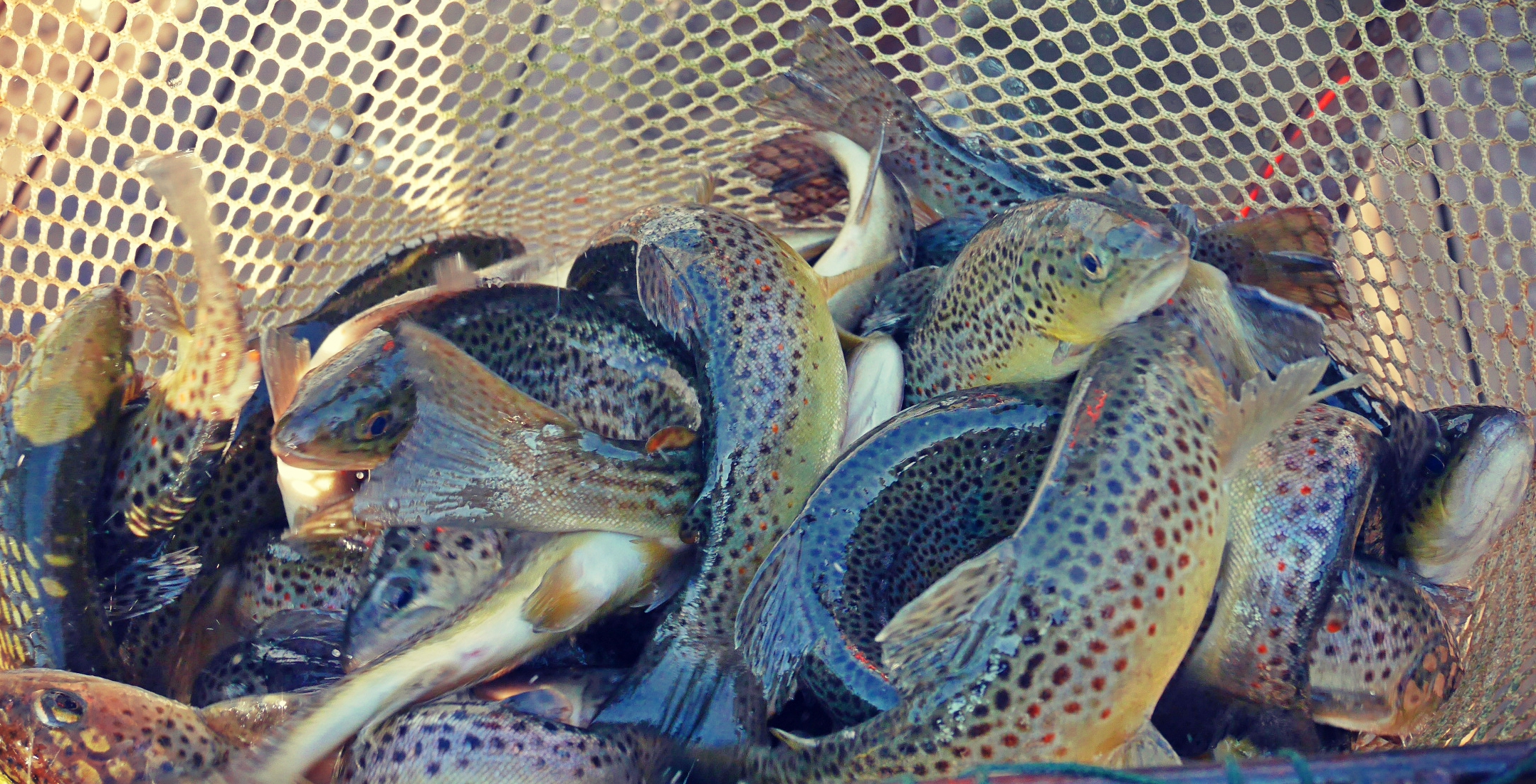 1600+ 10-12" Brown Trout added to the Lake in order to reduce the non-indigenous Alewife population.