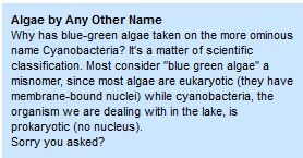 Algae.jpg